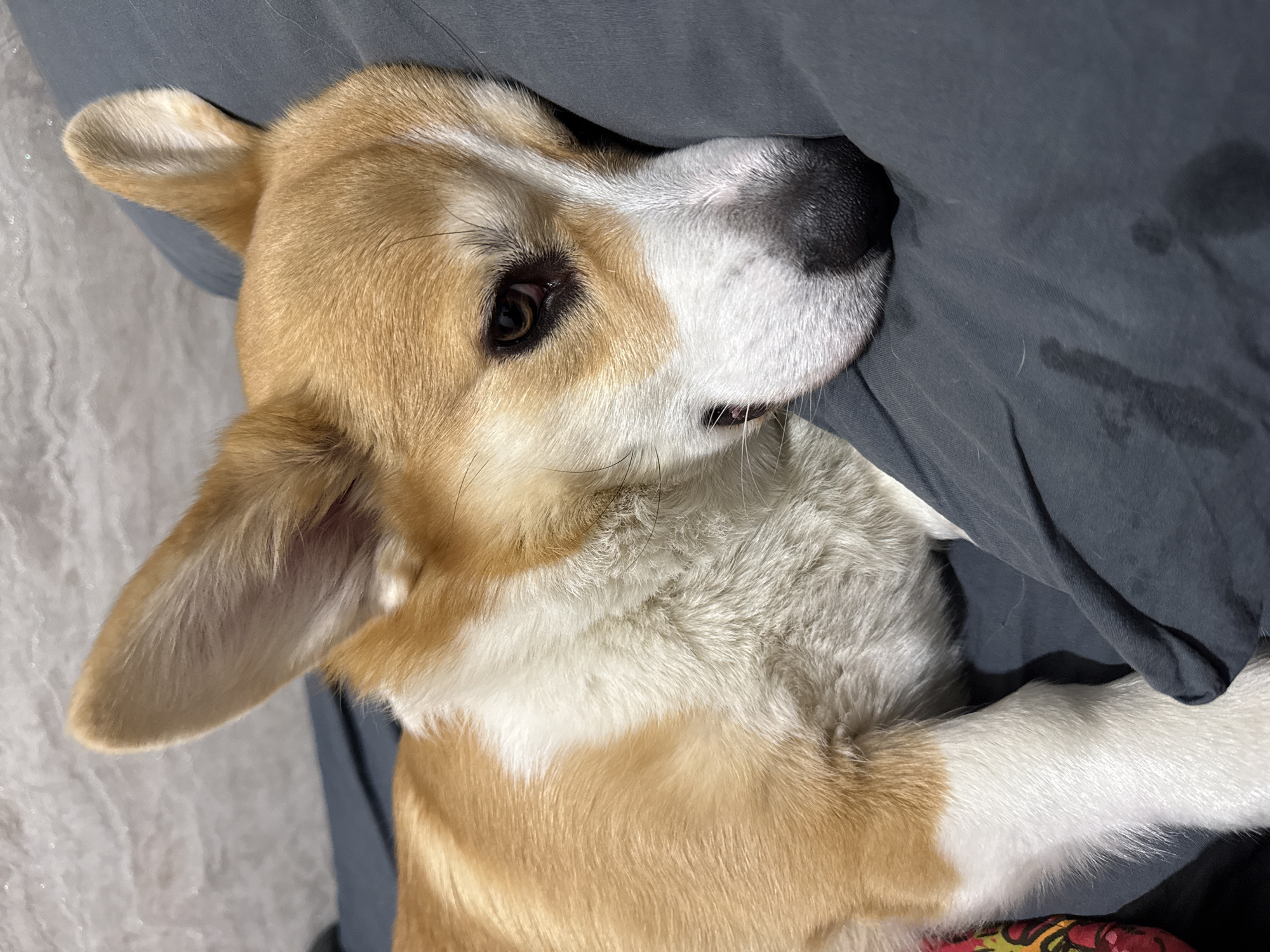 A close-up shot shows a corgi dog lying down. The dog has a light brown and white coat. Its head rests on a gray fabric surface, possibly a bed or blanket. The dog is partially facing the camera, with one eye visible. The environment suggests an indoor setting. The location in Krasnoyarsk, Russia, is not determinable from the image.