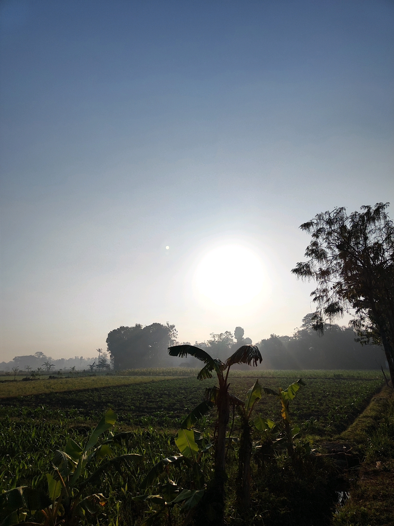 The image captures a serene rural landscape at sunrise, likely in Bondowoso, Indonesia, characterized by agricultural fields and lush vegetation bathed in the soft, diffused light of the early morning sun. The sky is a pale blue, transitioning to a hazy white near the horizon where the sun is a bright, luminous disc, casting a gentle glow and faint light beams.
In the foreground, the scene is dominated by verdant crops, possibly corn and banana plants, their leaves catching the morning light. A small, dark ditch runs along the right side of the frame, hinting at irrigation or drainage. In the mid-ground, expansive agricultural fields stretch out, appearing neatly cultivated, with some areas showing shadows cast by the rising sun. A cluster of trees forms a natural boundary in the distance, their silhouettes softened by the atmospheric haze.
To the right of the frame, a large tree with a distinct canopy of drooping branches stands prominently. Its silhouette is dark against the bright sky, adding a touch of dramatic contrast to the otherwise gentle scene. The overall impression is one of tranquility and the quiet beauty of dawn breaking over a cultivated rural area. There are no people visible in the image.