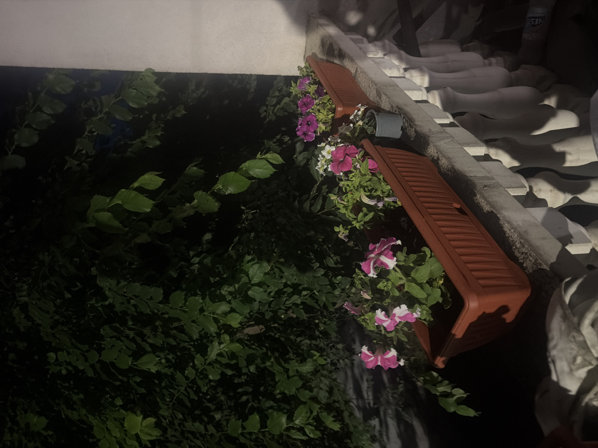 This night-time image captures an outdoor scene in Iskar, Bulgaria, illuminated by artificial light. The primary focus is on two rectangular, brown planter boxes filled with vibrant flowering plants, likely petunias, showcasing shades of pink, magenta, and purple, some with white streaks. These planters are positioned along a light-colored wall or ledge, which features an ornate balustrade with decorative white balusters on the right side of the frame.
To the left of the planters, the scene is dominated by a dense mass of dark green foliage and bushes, suggesting a garden or overgrown area. A small, grey pot is discreetly placed between the two planter boxes. The artificial lighting creates strong contrasts, highlighting the colorful blooms and the architectural details of the balustrade, while leaving much of the background foliage in shadow. In the upper right corner, partially obscured by the balustrade, a white container or bottle is visible, with the word "NEST" clearly legible on its label. The overall atmosphere is tranquil and highlights the beauty of the nocturnal garden.