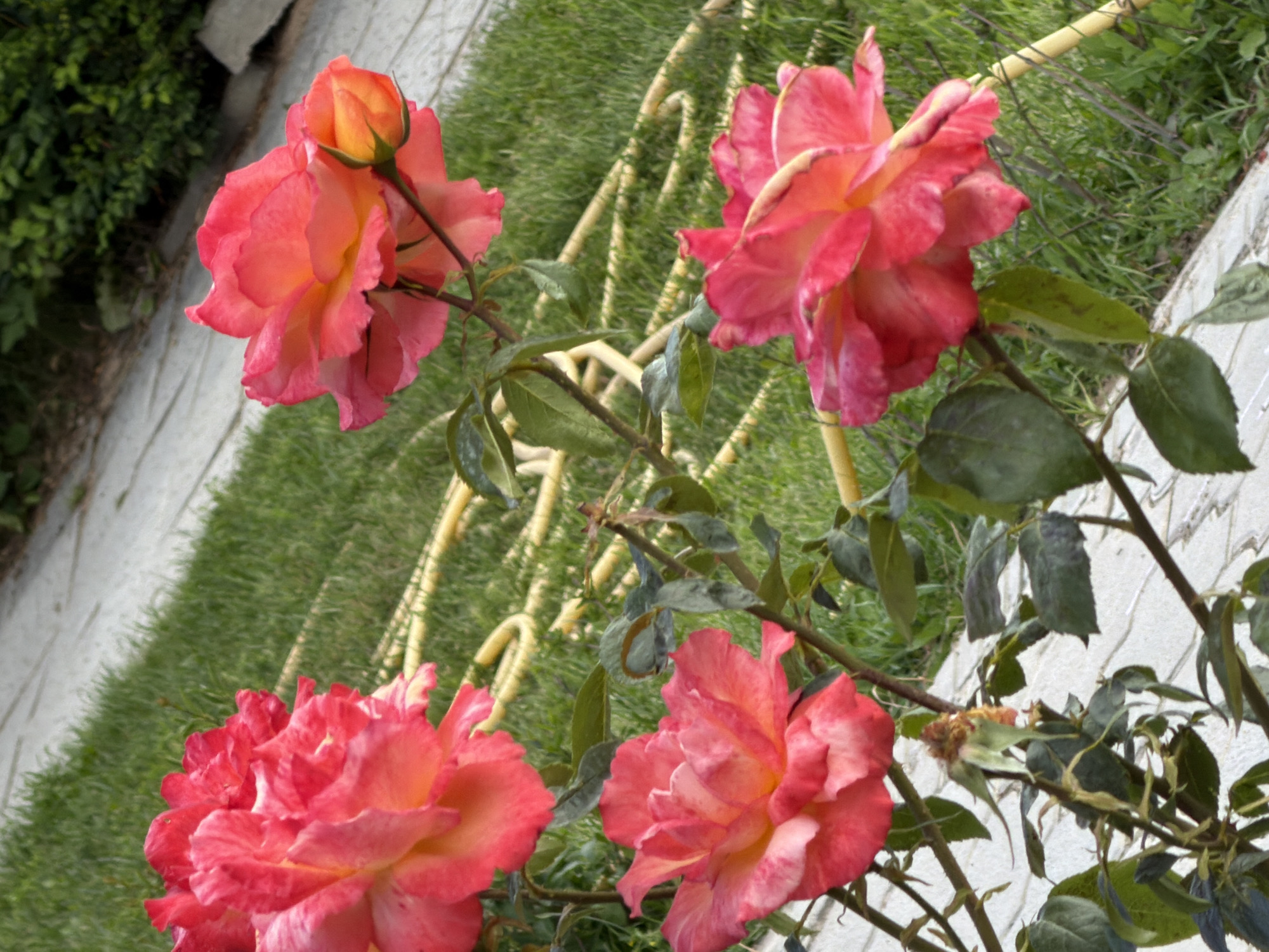 The image shows a close-up of several pink and orange roses in a garden. The roses are in various stages of bloom, with some fully open and others still in bud. The petals are delicate and layered, with a gradient of color from deep pink to a lighter orange. Green leaves and thorny stems are visible, adding to the natural beauty of the flowers. In the background, a yellow garden hose is coiled on lush green grass, with a paved pathway running diagonally across the scene. Further back, dark green foliage forms a dense backdrop. The lighting suggests it is daytime, with natural light illuminating the vibrant colors of the roses.