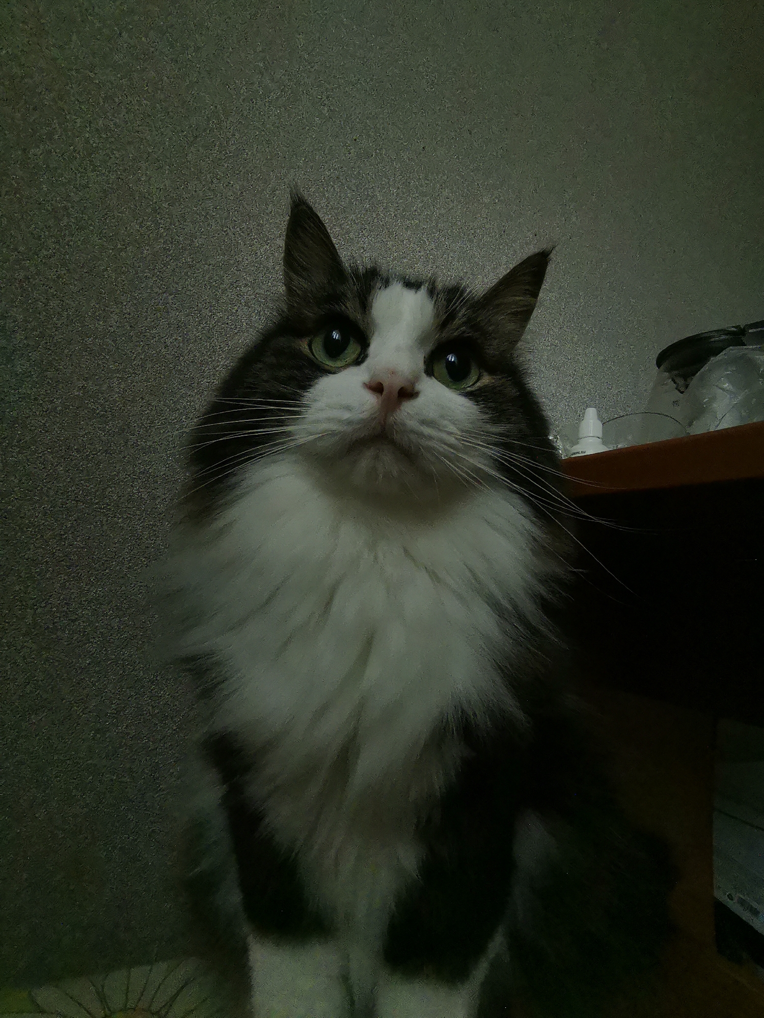 A medium shot of a fluffy cat with white and grey fur is captured from a low angle. The cat's green eyes are wide open and looking directly at the camera. Its ears are pointed upwards. The cat's head and chest are the main focus of the image, with its white chest fur appearing particularly fluffy. The background consists of a textured grey wall. To the right of the cat, a wooden surface is visible with a small white bottle and some plastic bags. The lighting is dim, creating a somewhat somber atmosphere. The image appears to have been taken indoors, likely in a residential setting within Blagoveshchensk, Russia. No human presence is detected.