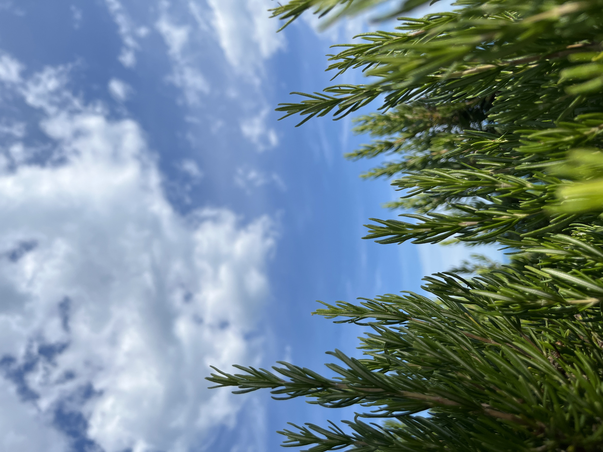 This is a close-up, upward-angle shot of a rosemary plant against a bright blue sky dotted with fluffy white clouds. The rosemary branches are in the foreground, with their needle-like leaves sharply in focus. The leaves are a vibrant green and appear dense, creating a textured effect. The sky occupies the left half of the frame and is a clear, brilliant blue. The clouds are scattered and appear to be cumulus clouds, suggesting it is daytime with fair weather. The perspective suggests the photo was taken from below, looking up through the plant towards the sky. There is no visible text. The lighting suggests it is likely daytime, possibly mid-morning or early afternoon, given the brightness of the sky and the clarity of the light on the rosemary. The overall mood is fresh, natural, and serene.