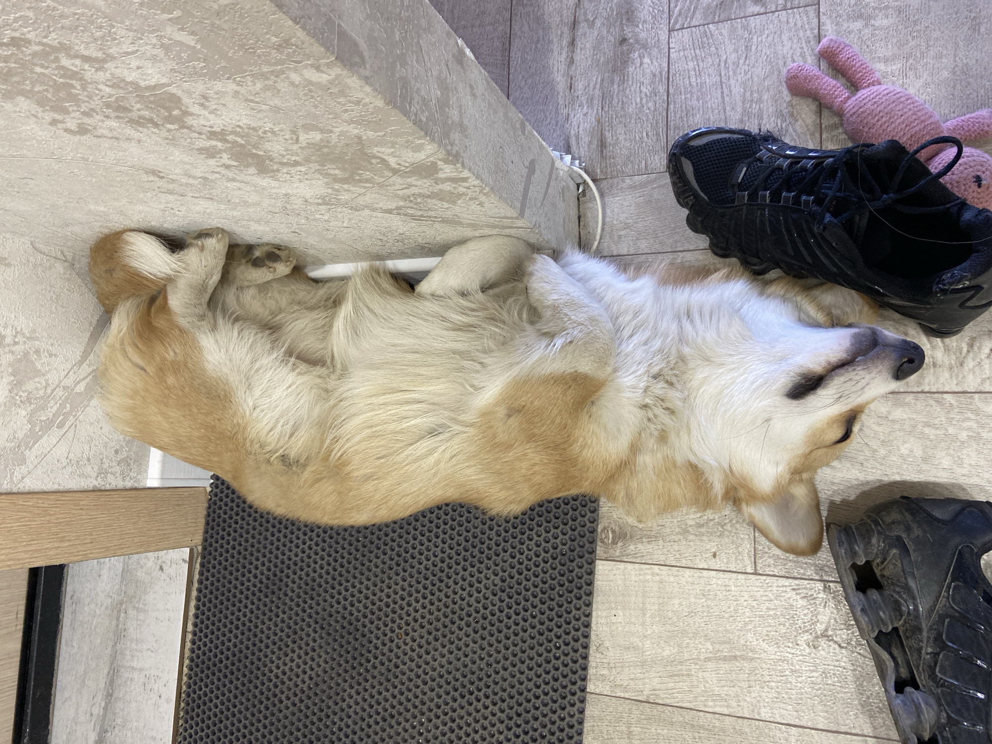 A medium-sized, tri-colored dog (likely a corgi) is sleeping on a wooden floor. The dog is lying on its back, with its paws curled up. Next to the dog are a black athletic shoe and a pink knitted bunny toy. Part of a doorframe, a rug, and a white cord are also visible. The location is Chaikovsky, Russia.