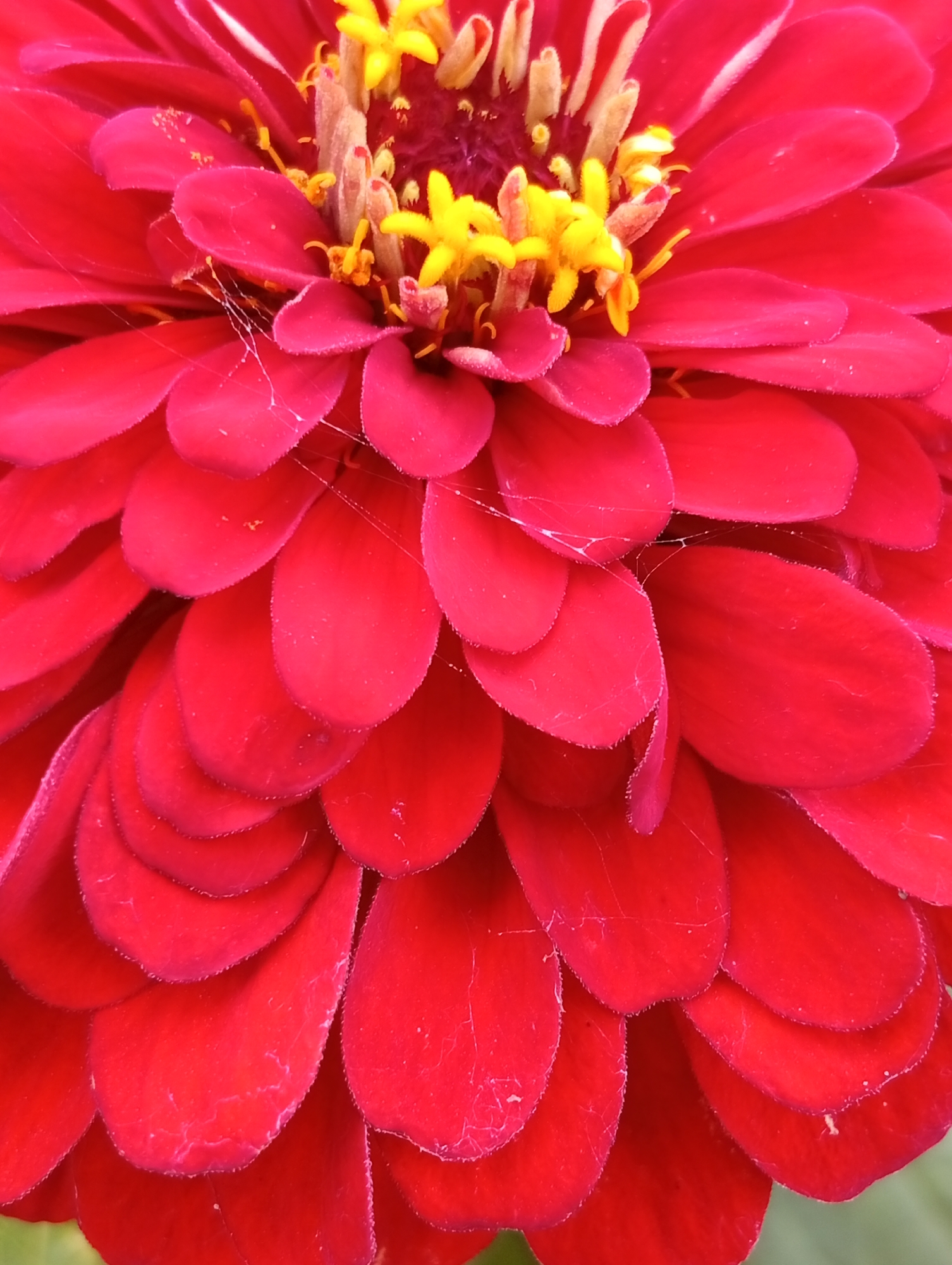 A close-up macro shot of a bright red zinnia flower. The petals are layered and have a slightly velvety texture. Delicate strands of spiderweb are visible between some of the petals. The center of the flower features yellow stamens and pistils. The background is softly blurred, with hints of green suggesting foliage. The image location is Unknown, Unknown.