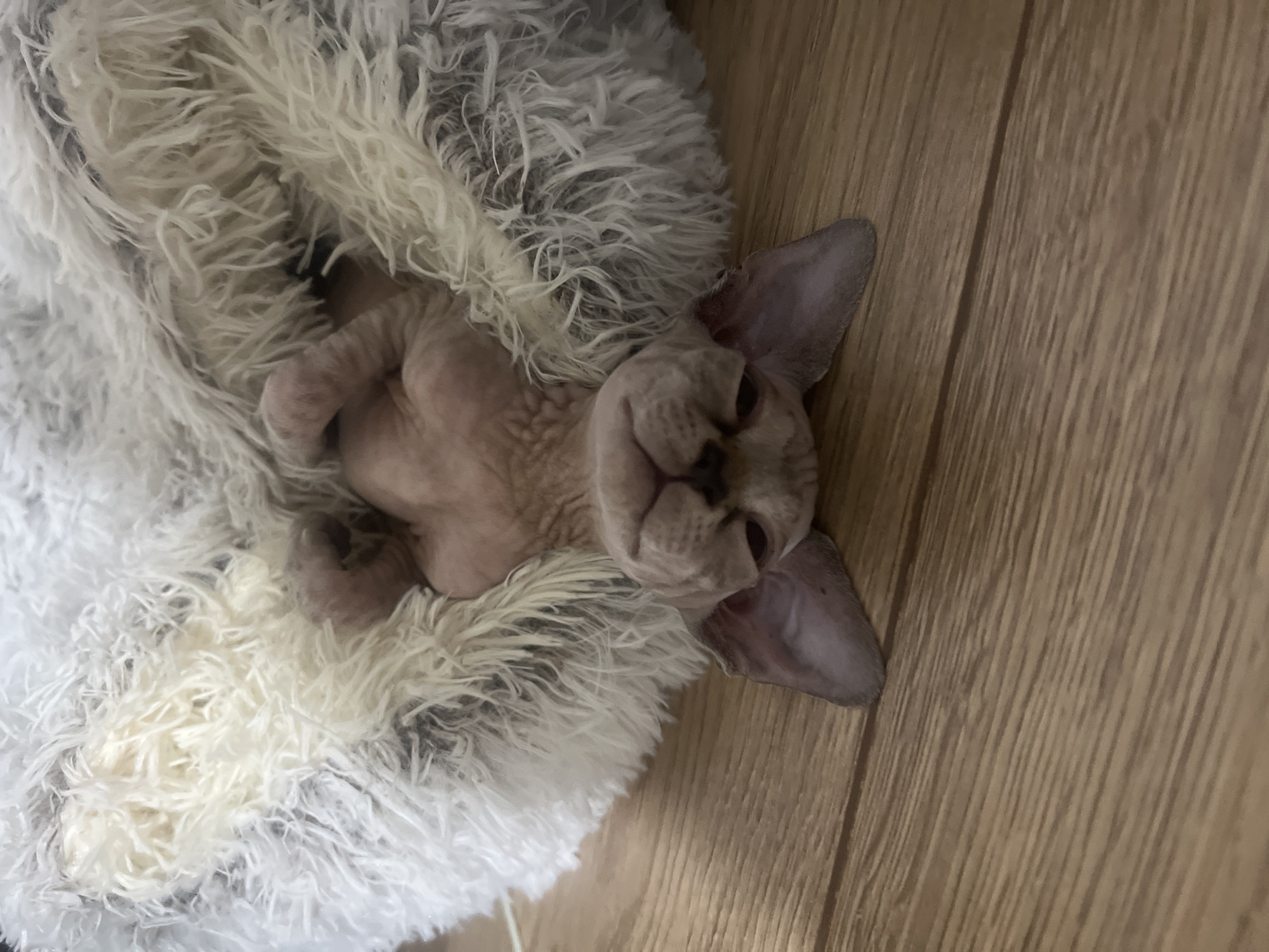 A hairless cat lies on its back, nestled in a fluffy white blanket. The cat is on a wooden floor. No information within the image indicates that this image was taken in Chemoshur, Russia.