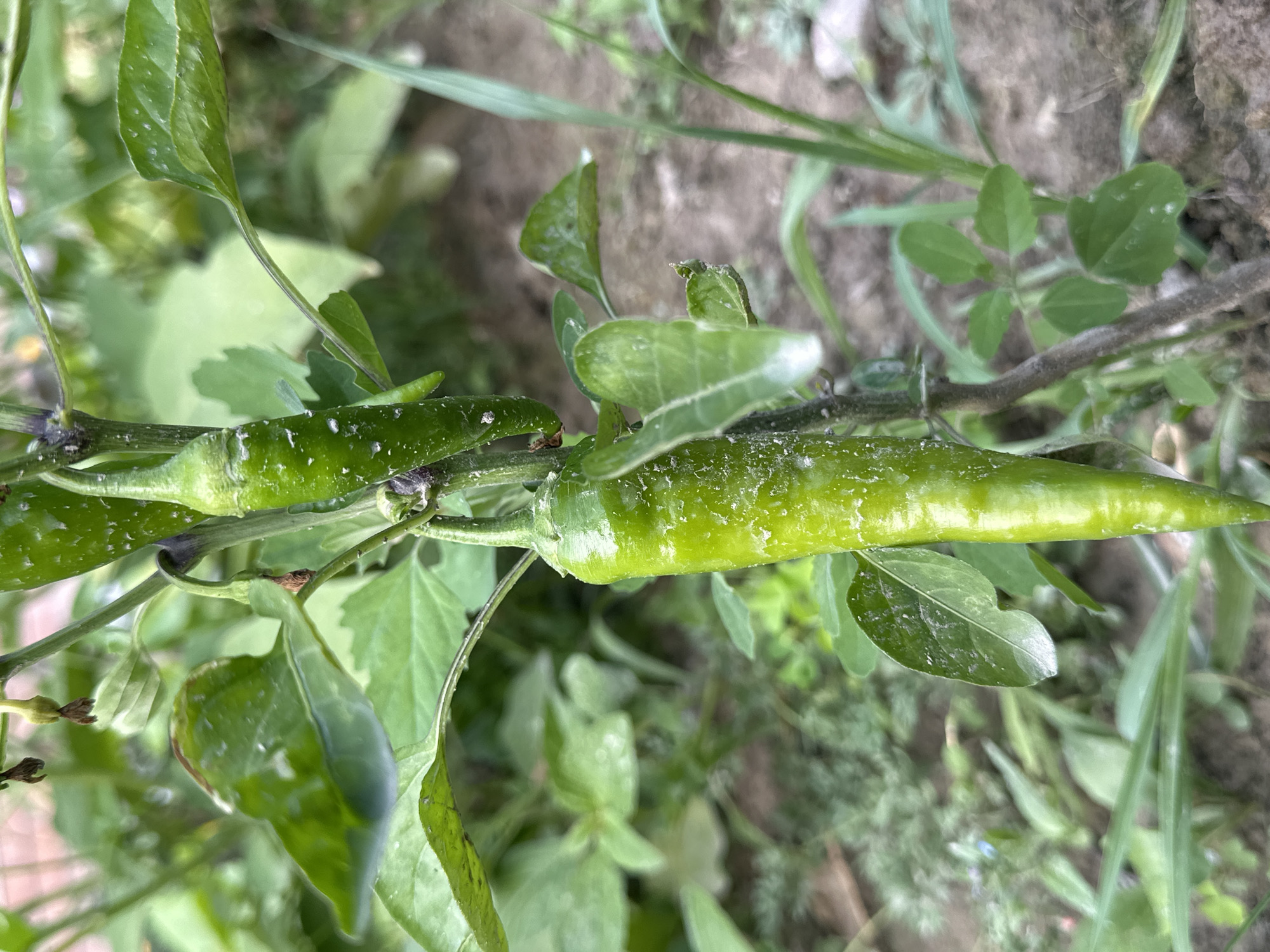 The image depicts a close-up view of a chili pepper plant with two green chili peppers on a stem. The peppers are elongated and have a smooth texture, with some visible white spots that appear to be dust or residue. The plant is surrounded by lush green leaves and other vegetation, suggesting an outdoor garden setting. The background is blurred, showing soil and more greenery, typical of a rural or natural environment. The location is identified as Кызыл-Булак, Kyrgyzstan. There are no people or animals visible in the image. The lighting suggests it is daytime, with natural light illuminating the scene.