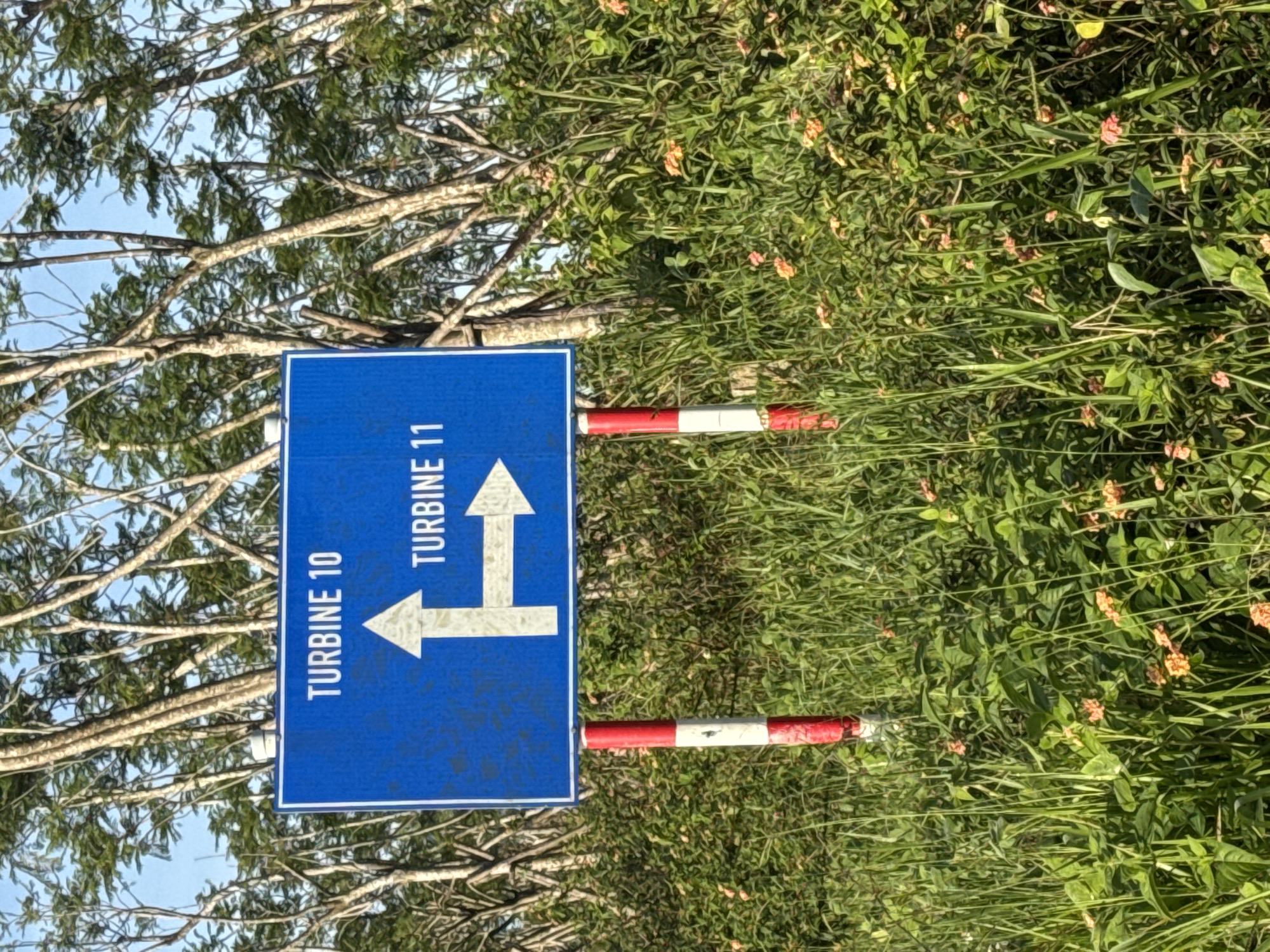 A blue directional sign with white lettering and arrows stands prominently in the foreground. The sign reads "TURBINE 10" with an arrow pointing straight up and to the left, and "TURBINE 11" with an arrow pointing to the right. The sign is supported by two red and white striped posts. The background is a lush, overgrown landscape with tall green grass, small orange flowers, and numerous trees with thin trunks and sparse foliage. The sky is visible through the trees, suggesting an outdoor setting, likely in a rural or industrial area. There are no people visible in the image. The location is identified as Phát Chi, Vietnam.