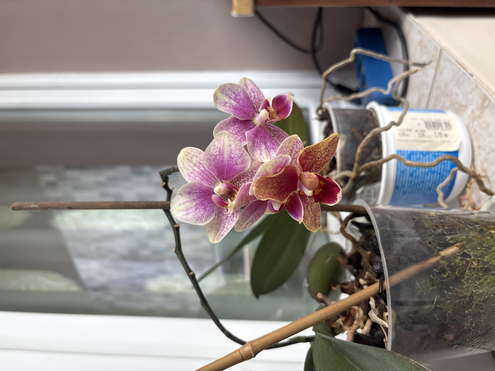 An orchid plant with pink and yellow flowers is in a clear plastic pot, containing soil and moss. The pot sits on what appears to be a window sill. A bamboo stick is used to support the flower stalk. Behind the orchid, there is a window and a container with blue label.