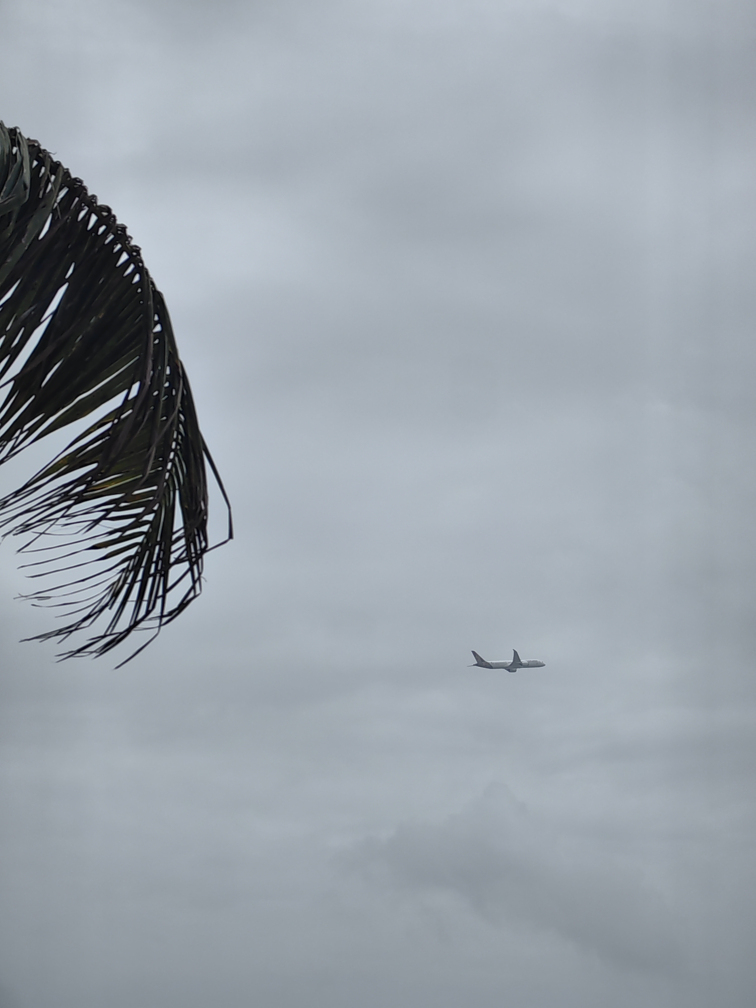 The image shows a cloudy sky with a palm frond in the upper left corner and a distant airplane in the middle right. The airplane appears to be a commercial jetliner flying at altitude. The clouds are dense and gray, suggesting overcast conditions. The palm frond is dark green and appears to be partially obscuring the sky. The overall impression is of a somewhat gloomy or subdued atmosphere. This image likely depicts a view from an open area in Mumbai, India, such as a beach or a park, where palm trees are common, and where airplanes frequently fly overhead.