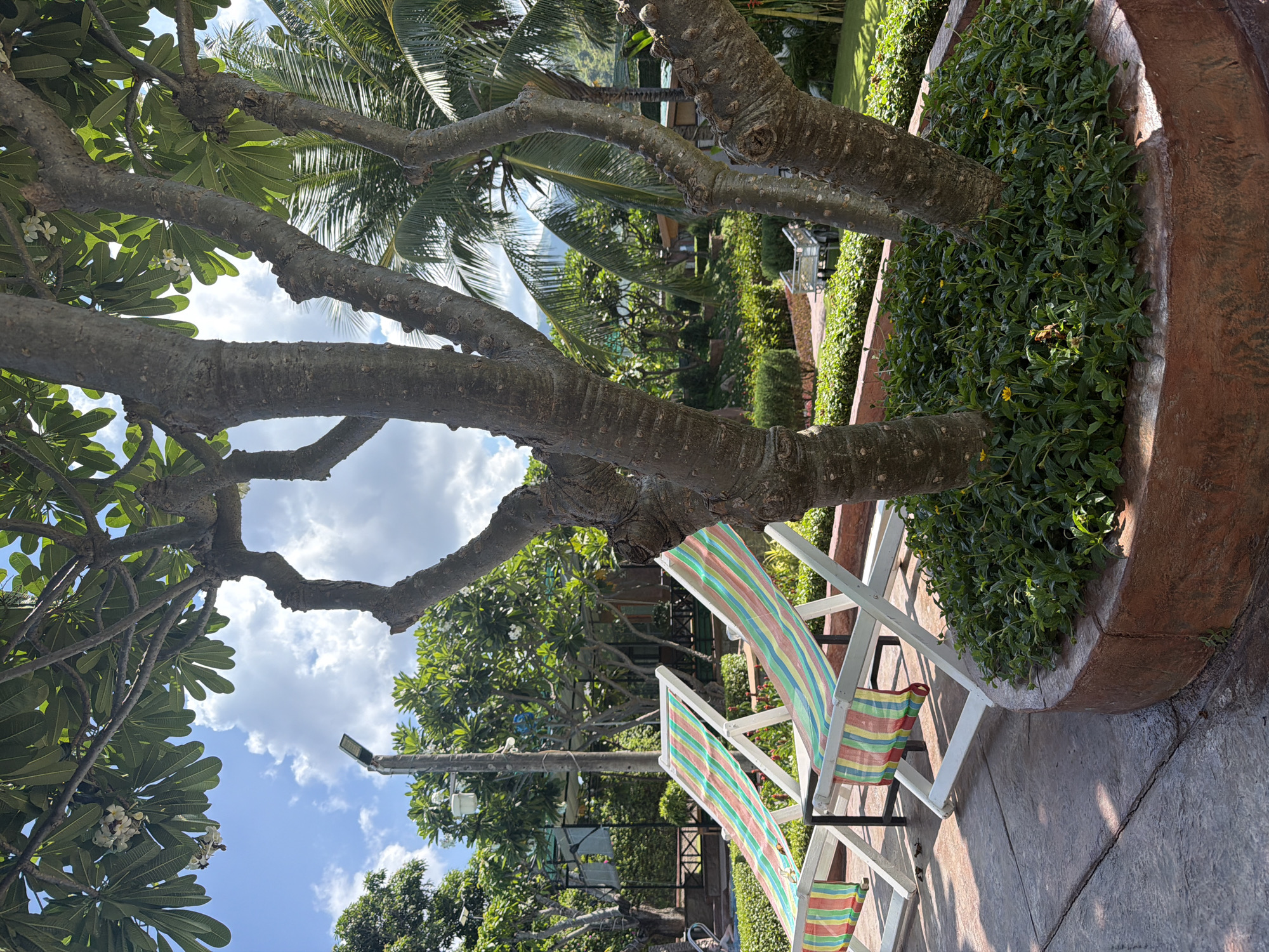 The scene captures two colorful, striped beach chairs situated near a large potted plant in Bac Nha Trang Ward, Vietnam. The plant's pot is rust-colored and cylindrical. The chairs are white with multicolored stripes of green, yellow, red, and blue. Trees and other vegetation frame the image, while a section of the sky and clouds can be seen through the tree branches. A street light post can be seen in the distance. The chairs sit on a paved or concrete area.