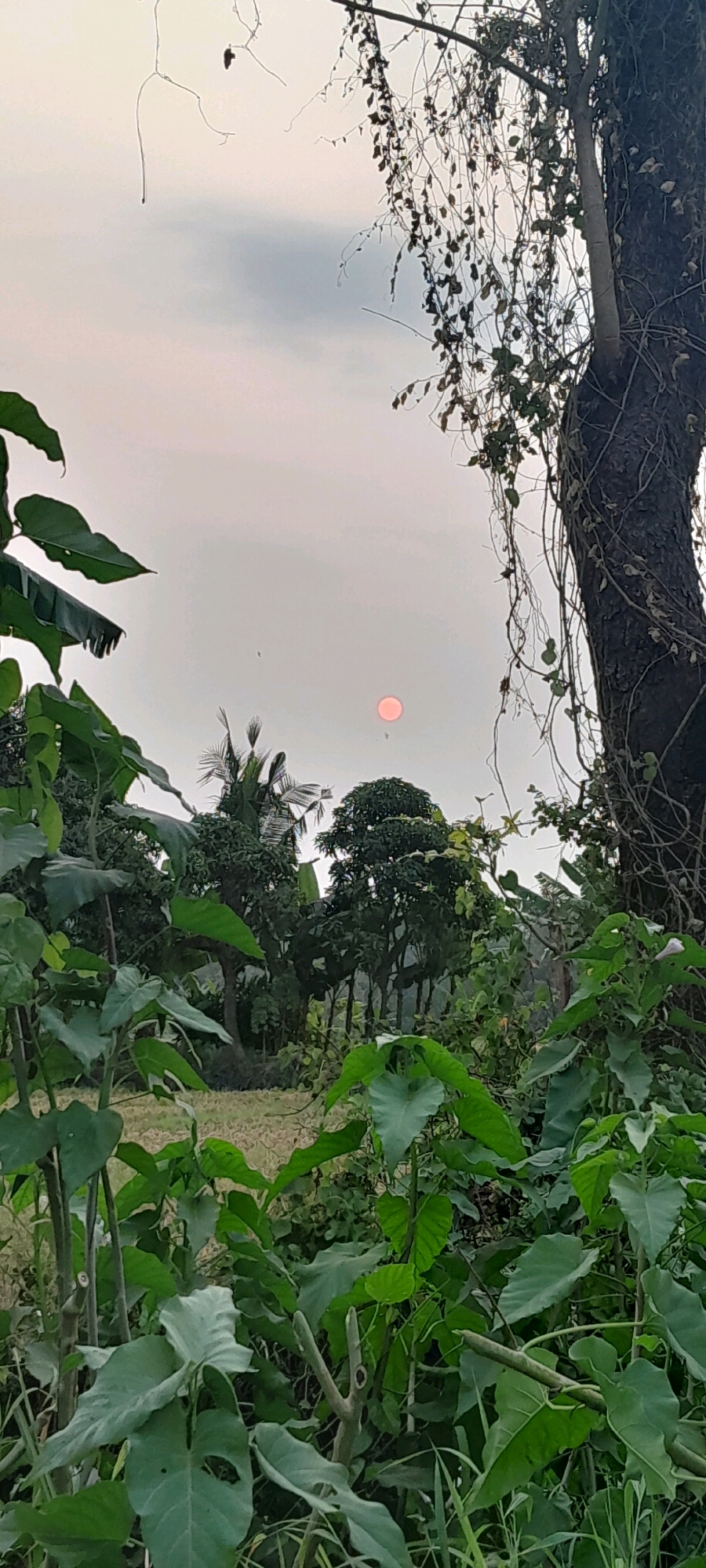 The image depicts a rural landscape in Bendungan, Indonesia, likely at dusk or dawn. In the foreground, large green leaves dominate the frame, with some appearing wilted. A thick tree trunk is visible on the right, covered in vines. Beyond the foliage, a hazy sky with a pale, reddish-orange sun is visible. A few scattered birds can be seen in the sky. In the middle ground, there is a collection of trees, some appearing to be palm trees, and a field that is out of focus. The overall scene conveys a natural, somewhat overgrown environment.