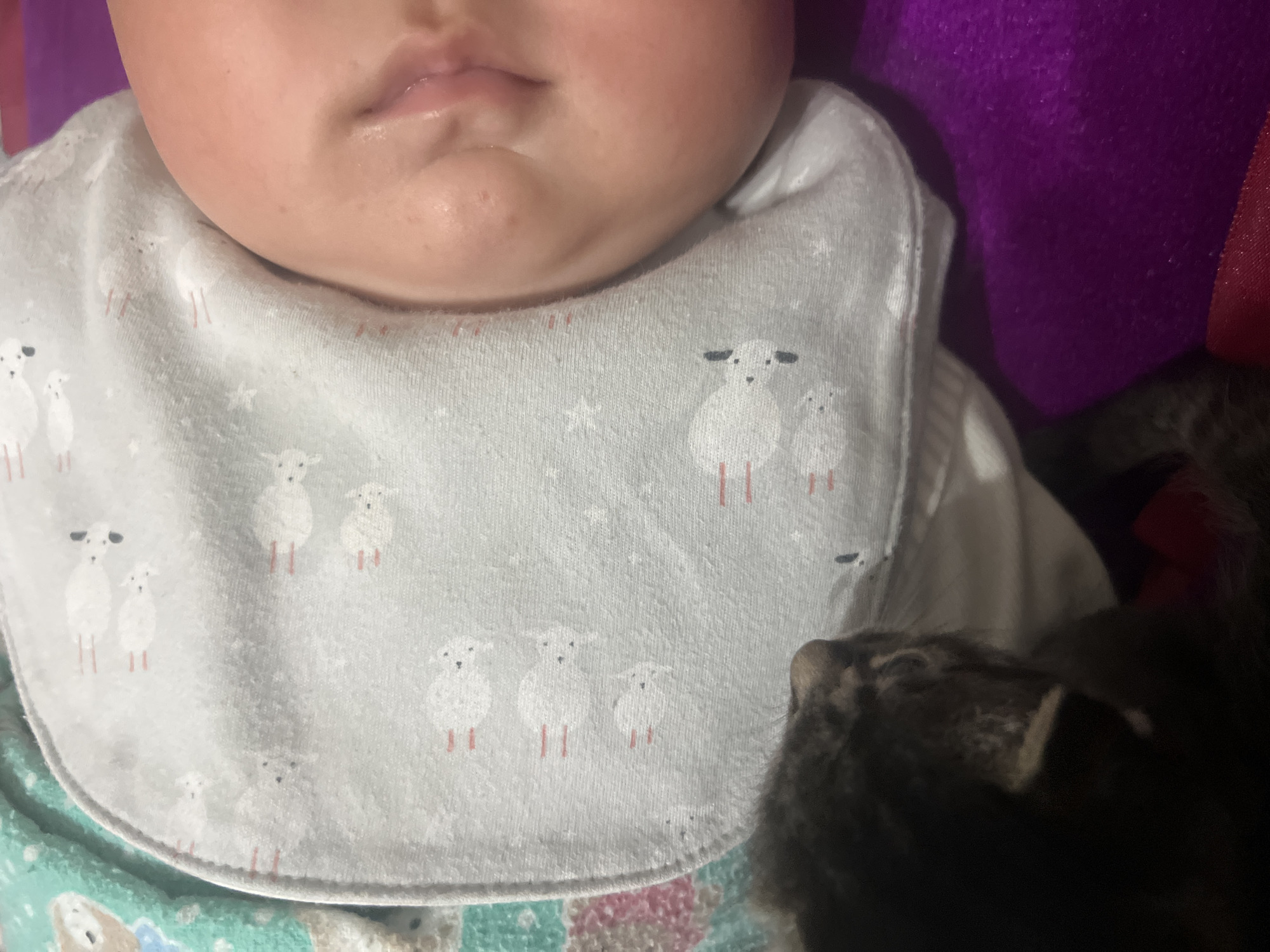 The image shows a close-up of a baby's face and a kitten. The baby is wearing a bib with a sheep pattern. The kitten is dark-colored and appears to be sniffing the baby. The background is a purple blanket. The image does not provide any information about the location of the city of Kotormo, Kyrgyzstan.