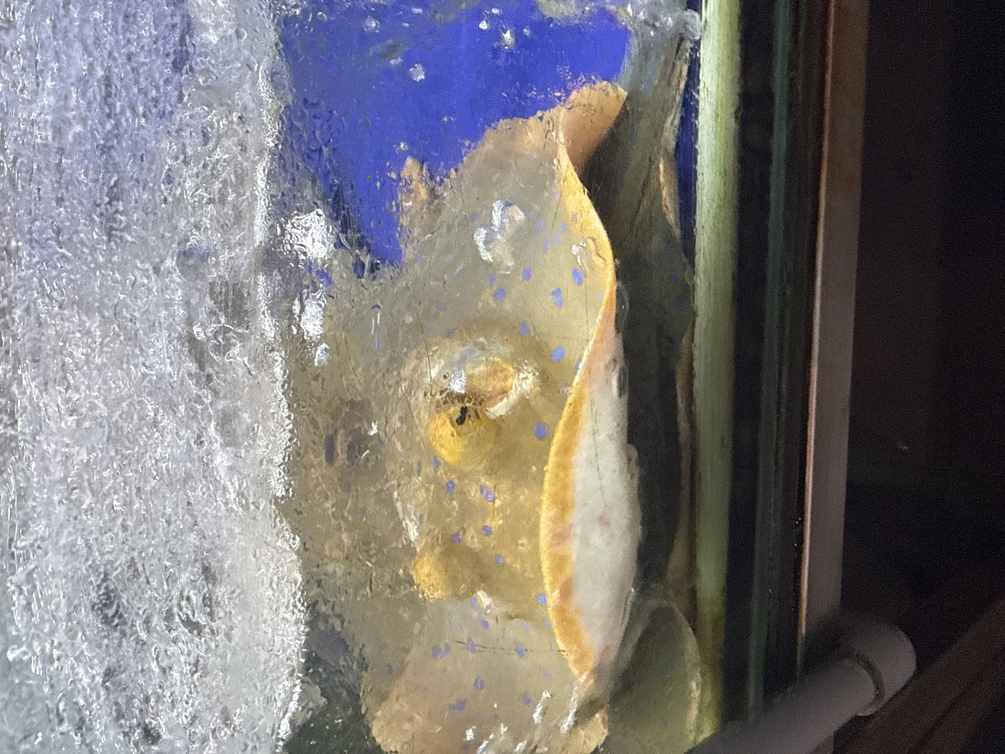 A medium-shot of a yellow boxfish with blue spots, pressed against the glass of an aquarium. Bubbles obscure the left side of the image. The background is a dark, mottled blue. To the right of the fish is the green and brown edge of the aquarium frame. A gray pipe is visible in the lower right corner. No people are visible. There are no references to Đà Nẵng, Vietnam.