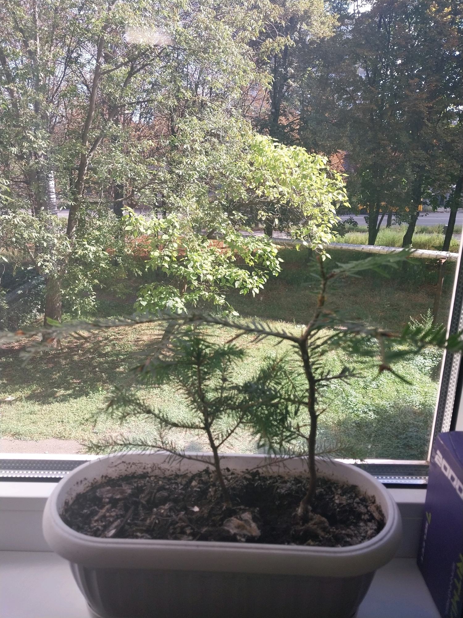 This is a close-up shot from inside a building, looking out through a window. In the foreground, on a windowsill, sits a white plastic planter containing two small evergreen saplings. The planter is filled with dark soil and small stones. To the right of the planter, a portion of a purple box with white text is visible.
Through the window, a view of an outdoor scene is presented. Lush green trees with dense foliage dominate the mid-ground and background, casting shadows on the grass below. A road is visible beyond the trees, with a few parked cars and what appears to be a light pole. The environment suggests a residential or park-like area within the city of Dnipro, Ukraine, likely during the warmer months, given the vibrant green of the vegetation and the bright sunlight. The image captures a slice of urban nature seen from a domestic interior.
