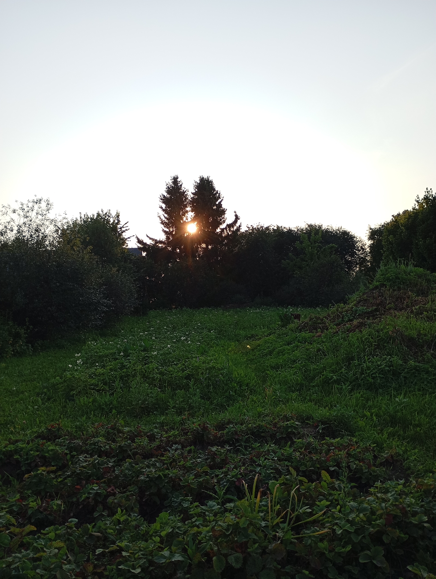 The image shows a natural landscape with a twilight sky. In the center, two evergreen trees are silhouetted against the bright sky, with the sun peeking through the branches, creating a starburst effect. A dense line of trees and shrubs forms a backdrop behind the evergreen trees. In the foreground, a lush green field with scattered small white flowers slopes downwards. The lower part of the image shows a patch of ground cover with dark green leaves, possibly strawberry plants. The scene appears to be in a rural or semi-rural area. There are no people or man-made structures clearly visible in the image. The lighting suggests it is either sunrise or sunset. The location is identified as Фоки, Russia.