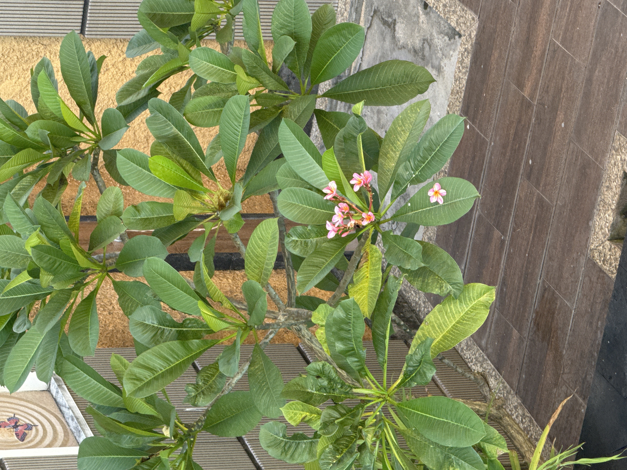 Overhead shot of a plumeria tree in Kuta, Indonesia. The tree has long green leaves and a cluster of small pink flowers. The tree is planted on a patio with brown wooden tiles and a pebble border. A decorative tile with a butterfly design is visible in the lower left corner.