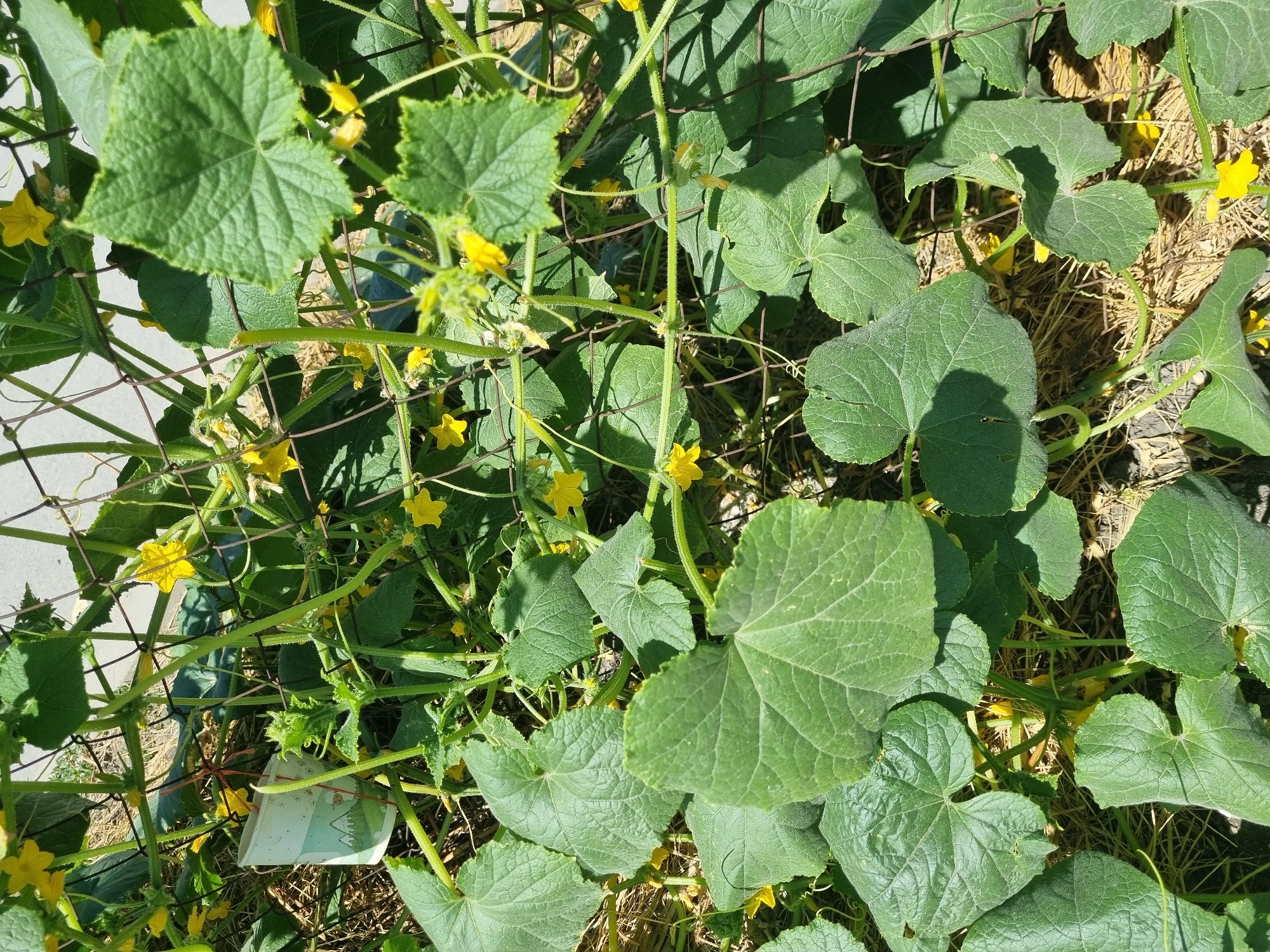 An overhead shot shows a patch of cucumber plants with green leaves and yellow flowers, some of which are wilting. The plants are growing up a black metal trellis and are surrounded by straw. A small paper cup with a mountain scene printed on it hangs from the trellis, held by a red string.