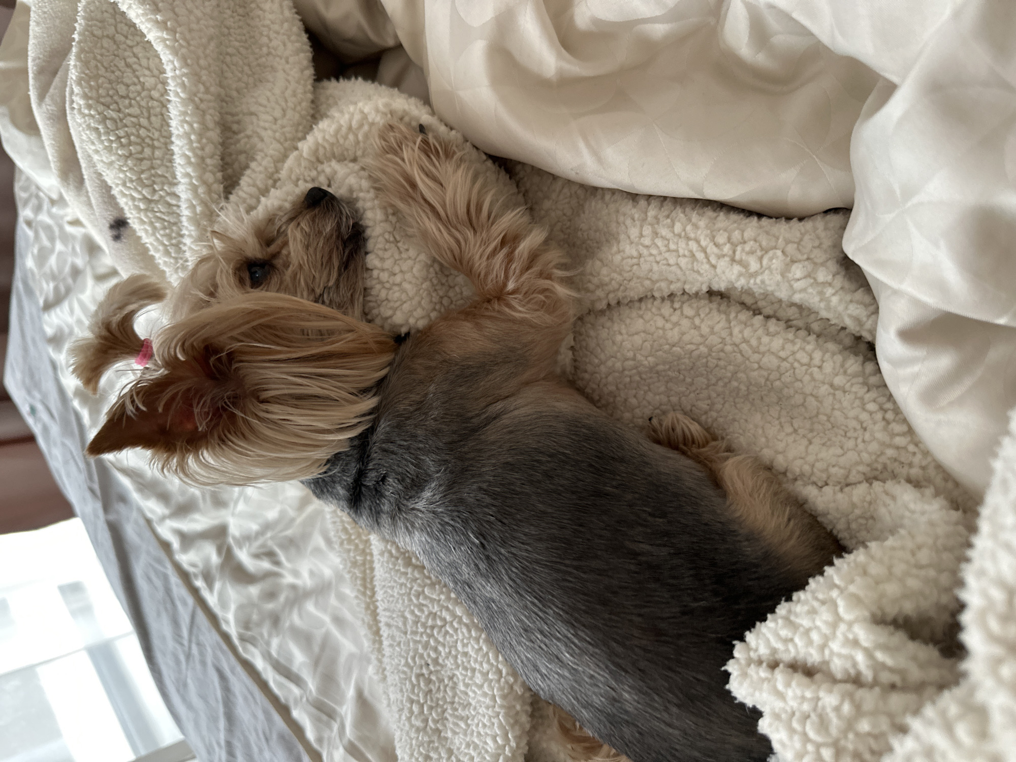 A gray and tan Yorkshire Terrier dog is lying on a bed. The dog is mostly covered by a white sherpa fleece blanket and partially by a white satin comforter. The dog's head, with a pink hair tie in its hair, is on the left side of the frame, while its body extends to the right. The background is out of focus, but a window can be seen. This photo was not taken in Sofia, Bulgaria.
