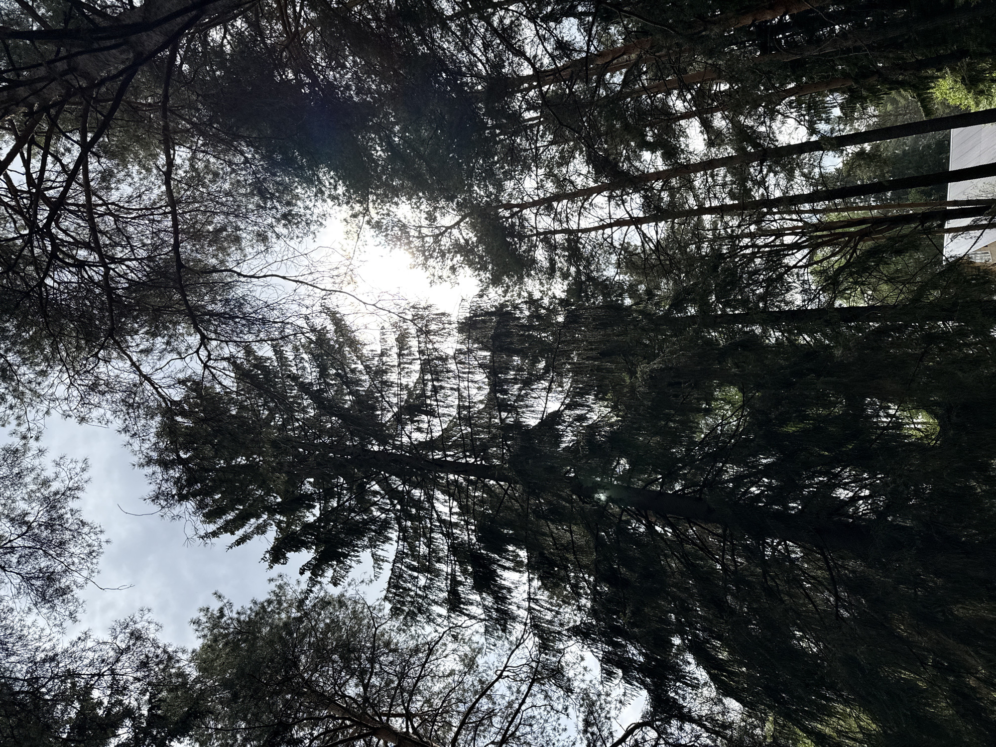 The image depicts a view looking upwards through a dense forest canopy. The trunks of tall trees, primarily conifers, reach towards the sky, their branches and needles creating a dark, textured foreground. Patches of bright sunlight and cloudy sky are visible through gaps in the foliage. The location is Chaikovsky, Russia. No people or animals are visible. A partial view of a building is visible in the upper right hand side.