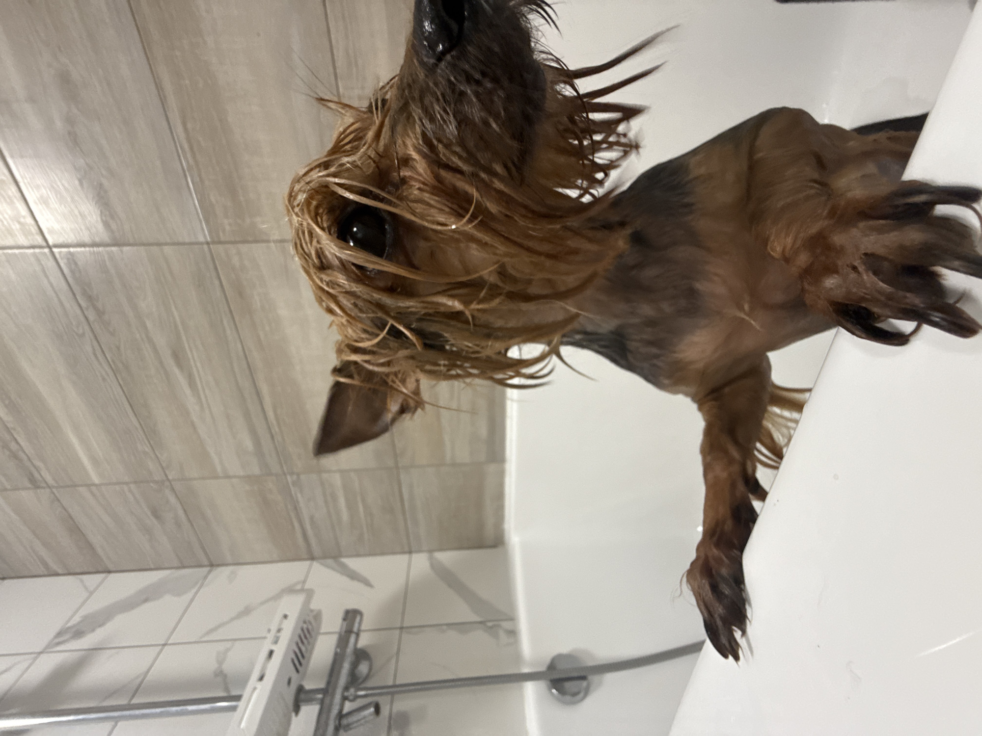A wet, brown and black Yorkshire Terrier dog is standing in a white bathtub. The dog is facing the camera with wet fur covering its face. The bathroom walls are tiled with light brown and white patterned tiles. A chrome shower head and faucet are visible on the wall. The location is inferred but cannot be forensically confirmed to be Chaikovsky, Russia based on the visual data provided.