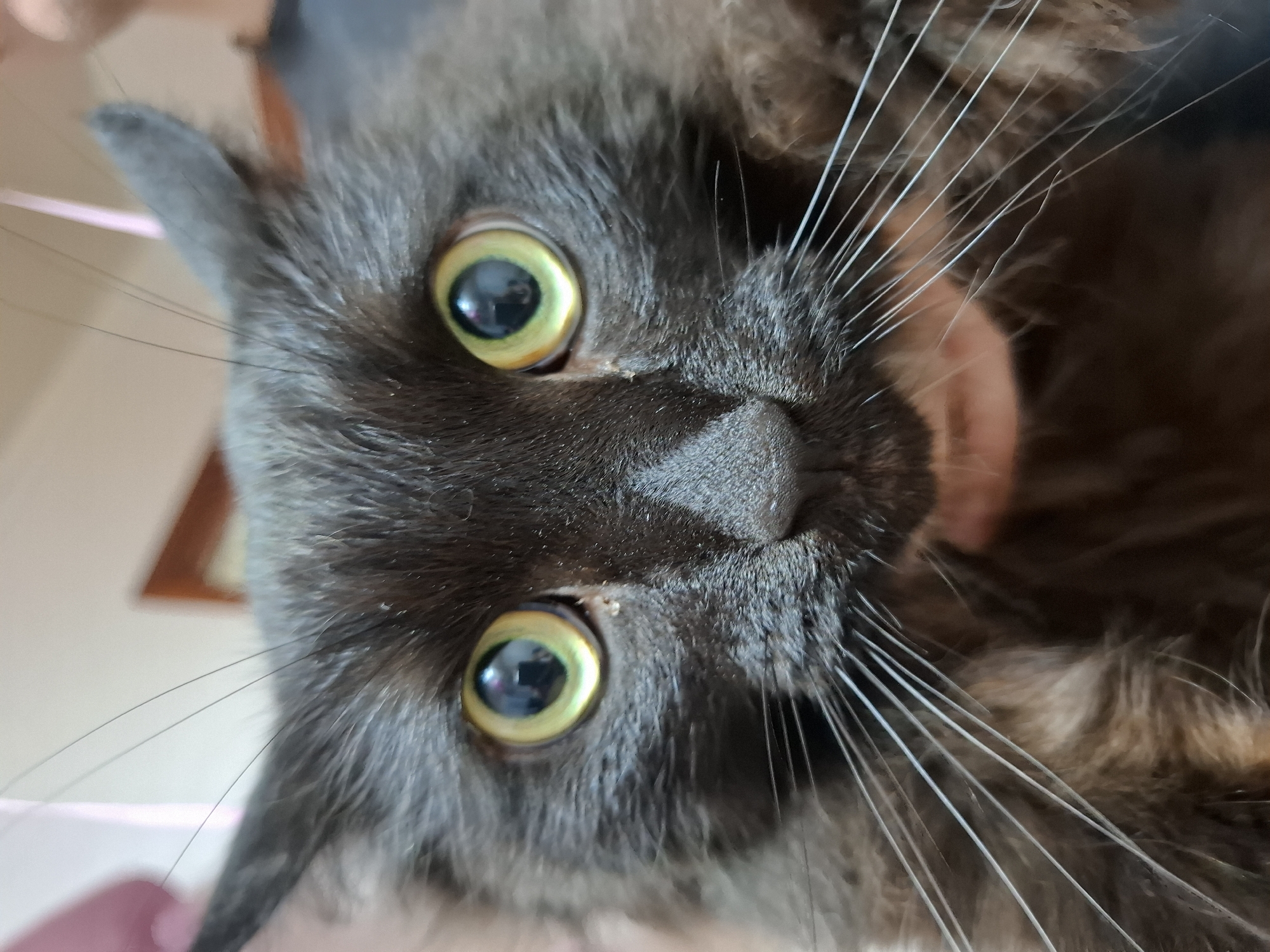 A close-up, upside-down image of a gray cat's face. The cat has large, yellow-green eyes, a triangular black nose, and long white whiskers. The cat's fur appears soft and fluffy. The background is blurry and indistinct, with hints of light colors. There is no evidence indicating the image's location within the city of Chaikovsky, Russia.