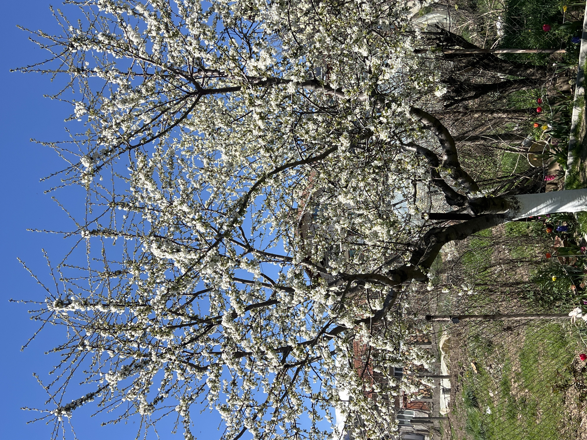 The image depicts a blooming tree, likely a fruit tree given the profusion of white blossoms, set against a clear blue sky. The tree dominates the foreground, with its branches reaching upwards and outwards. In the background, glimpses of a residential area are visible, including parts of buildings with brickwork. The presence of a fence, various plants, and garden elements suggests a residential garden setting. There's evidence of spring blooms. The location is Kornitsa, Bulgaria. No people are directly visible in the frame.