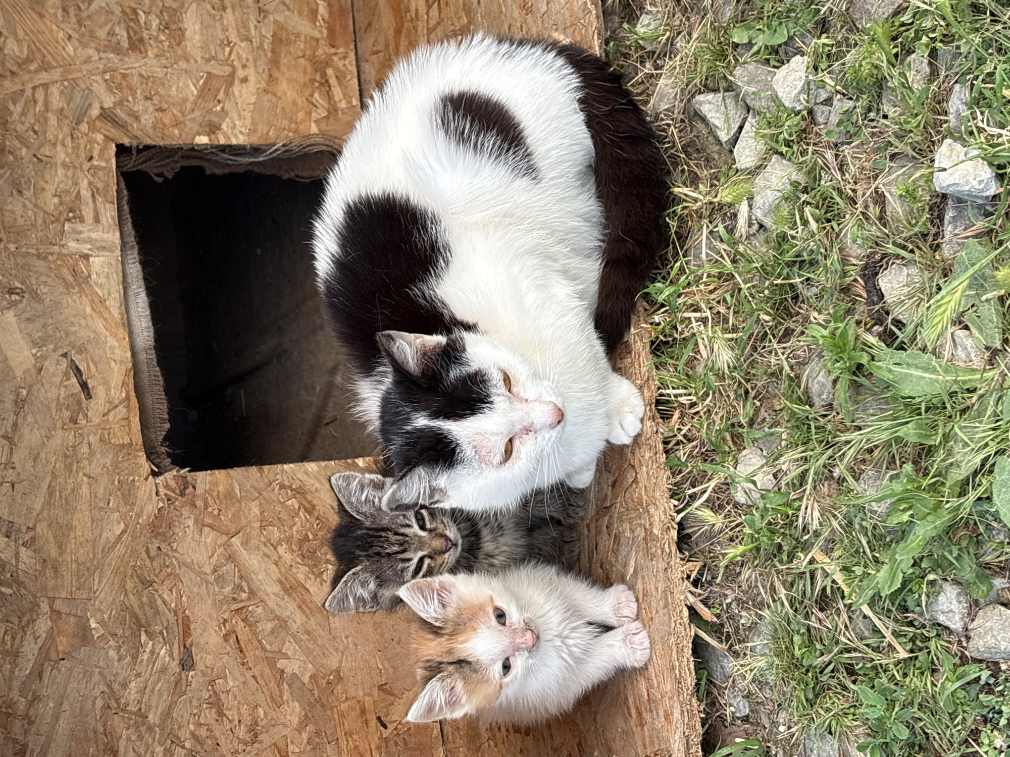 A mother cat and two kittens are huddled together on a wooden platform in front of a dark opening in a wooden structure. The mother cat is black and white and is curled up, facing forward with her head down. A tabby kitten is sitting behind and to the left of the mother cat, also facing forward with its eyes partially closed. To the far left, a calico kitten is sitting, facing forward with its head tilted down. The platform is covered in dried grass and small stones. The background is a textured wooden surface, and the opening appears to be a shelter. The scene is outdoors, with a focus on the cats and their immediate surroundings.