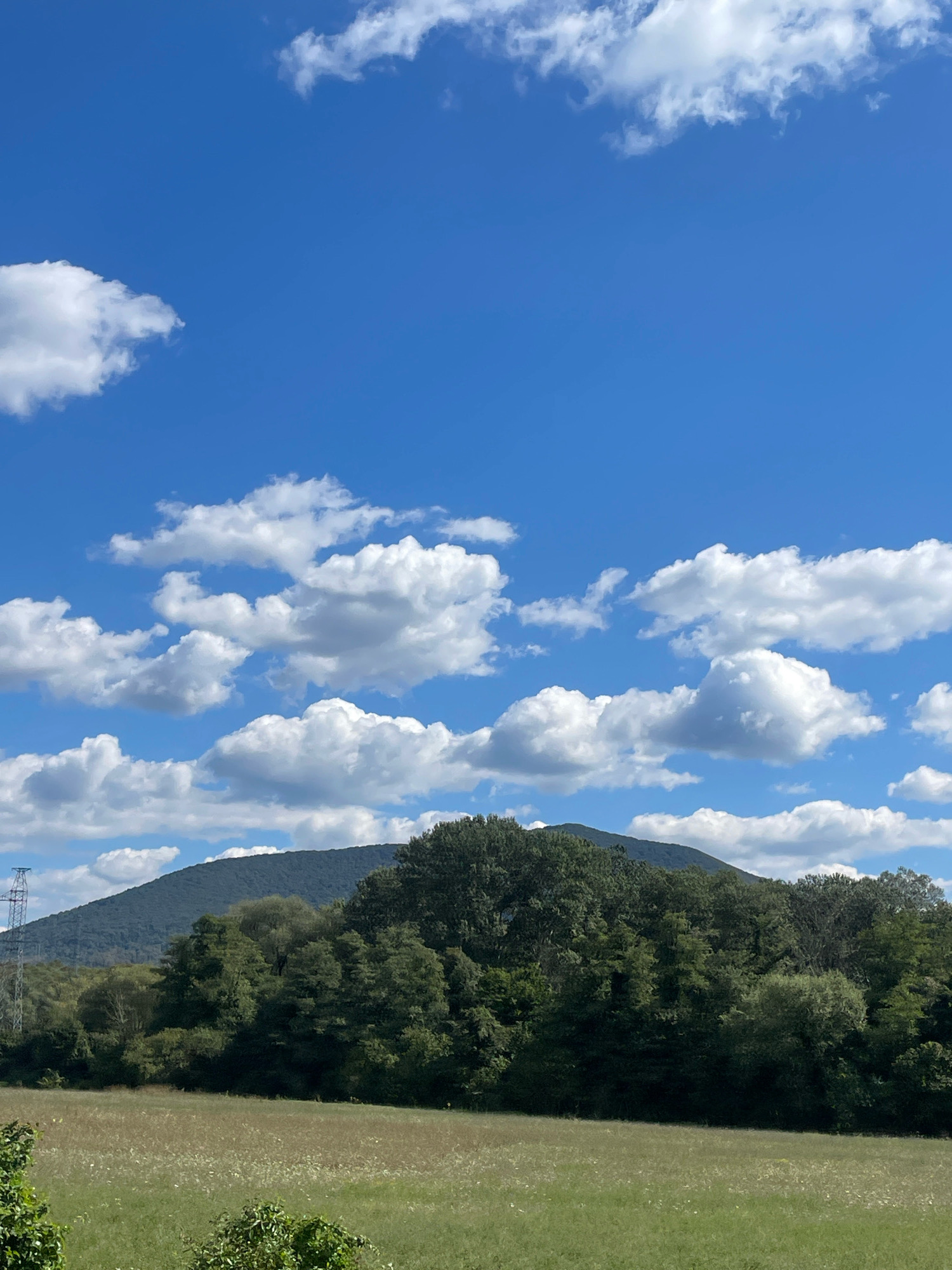 An expansive view of a rural landscape under a bright blue sky dotted with white, puffy clouds. The foreground features a field of green grass with scattered wildflowers. Behind the field, a dense line of trees forms a lush, dark green backdrop, with varying shades and textures indicating a mix of deciduous trees. A solitary, rounded mountain peak dominates the mid-ground, its slopes covered in dark green foliage. To the left of the mountain, a tall, metal electrical pylon stands out against the landscape. The scene is peaceful and natural, evoking a sense of open space and clear weather. The location is identified as Defanovka, Russia.