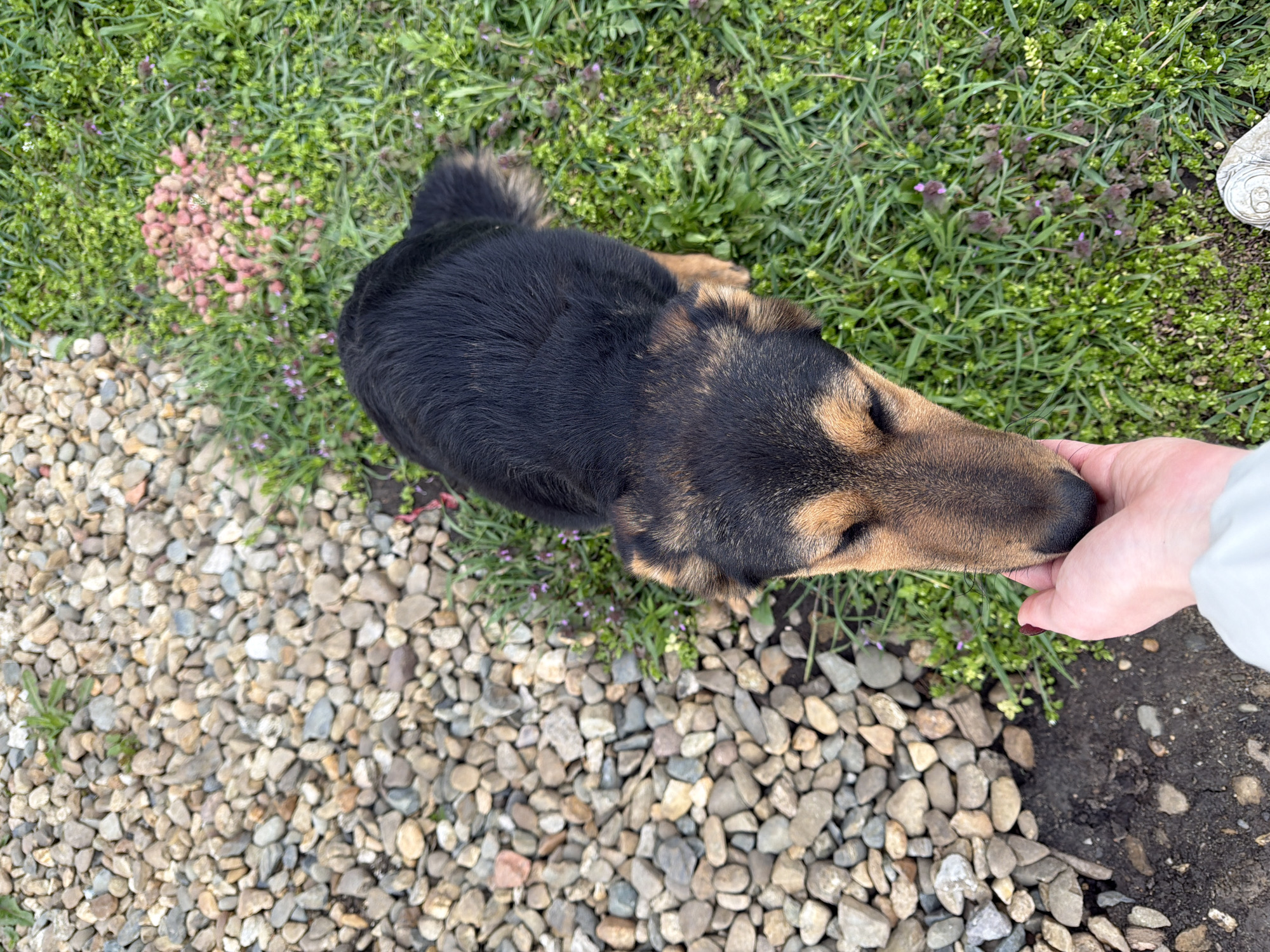 A black and tan dog is lying on a patch of grass and stones in Rossiyskiy, Russia. A hand is reaching out to pet the dog. The ground is covered in grass, small pink flowers, and small grey-brown stones. To the lower right of the image, a patch of dirt is visible.