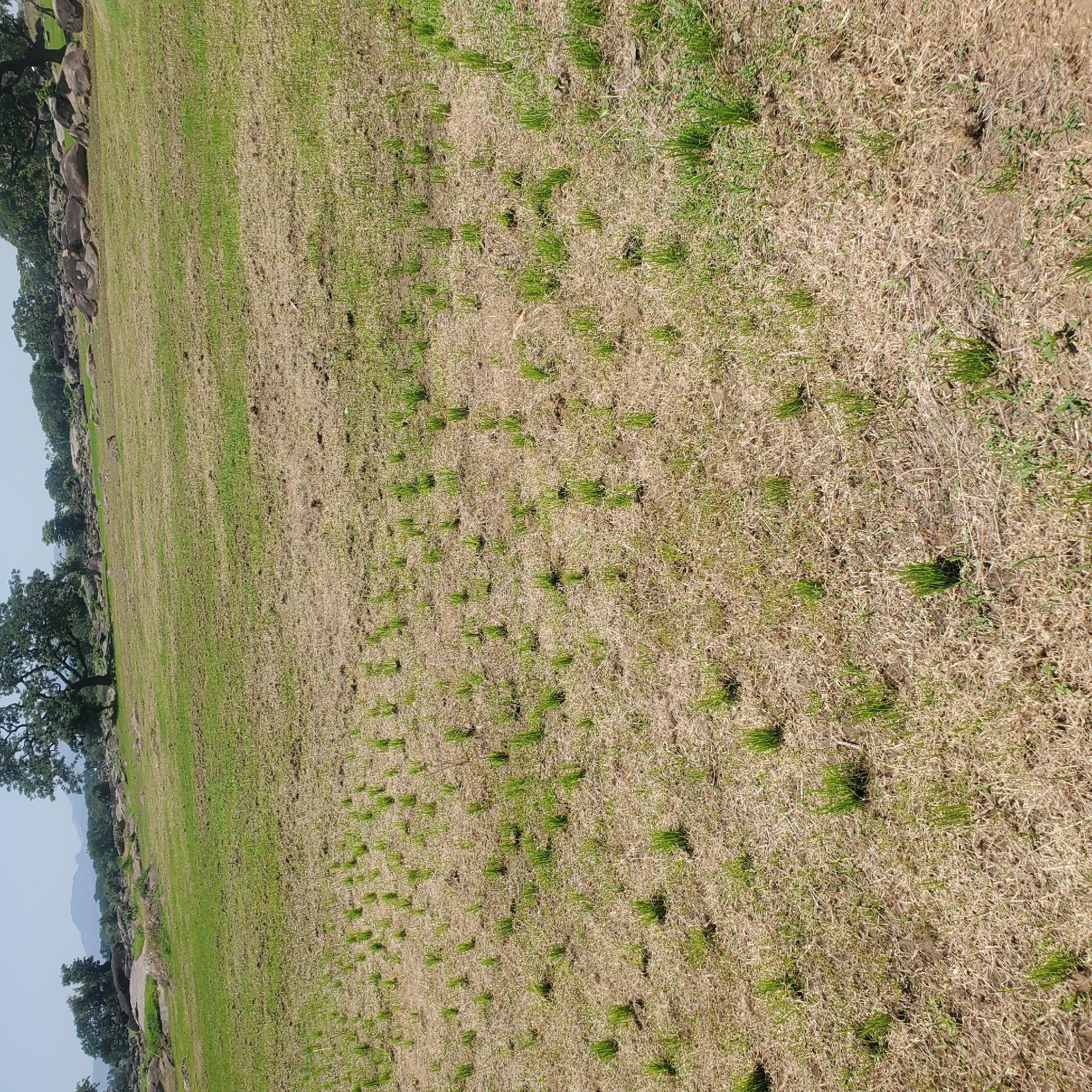 The image depicts a wide, arid field with sparse patches of green grass emerging from dry, brown earth. The terrain is largely flat, with a gentle incline in the background. Large, weathered rocks are scattered across the landscape, some partially covered by vegetation. In the distance, a line of trees with thick foliage marks the horizon, beyond which hazy mountains are visible under a clear, light blue sky. The scene appears to be a natural landscape, possibly a savanna or grassland area, given the presence of rocks and sparse vegetation. There are no people or man-made structures visible in the immediate foreground or midground of the image. The overall impression is one of a dry, open environment with signs of new growth attempting to establish itself.