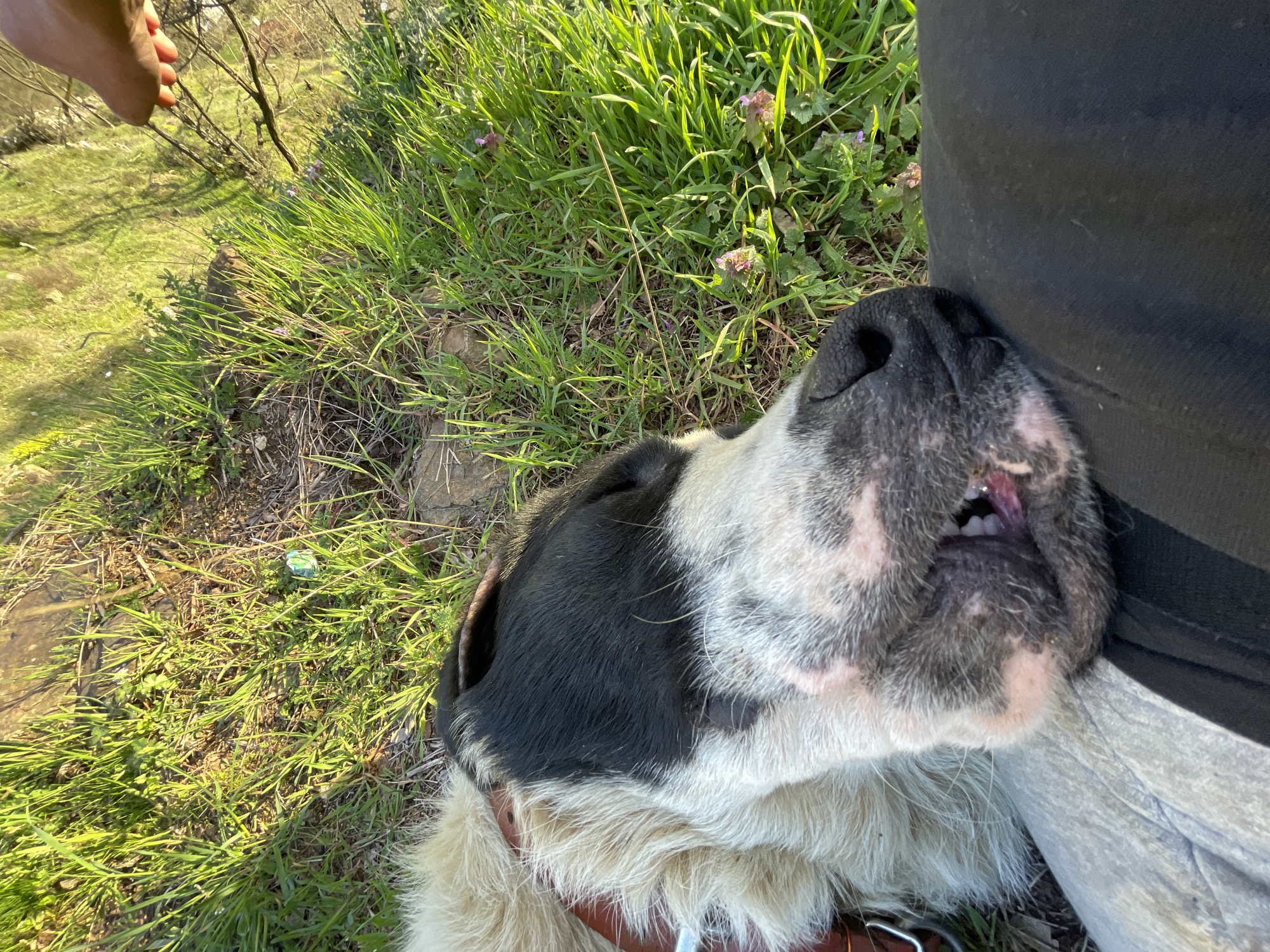 A dog with black and white fur is lying on the grass, resting its head against a person wearing gray pants and a black shirt. The dog's tongue is slightly visible. Green grass and some small purple flowers are nearby. A foot is visible in the top left corner of the image. A discarded candy wrapper lies on the grass next to the dog's fur. The location is outside.