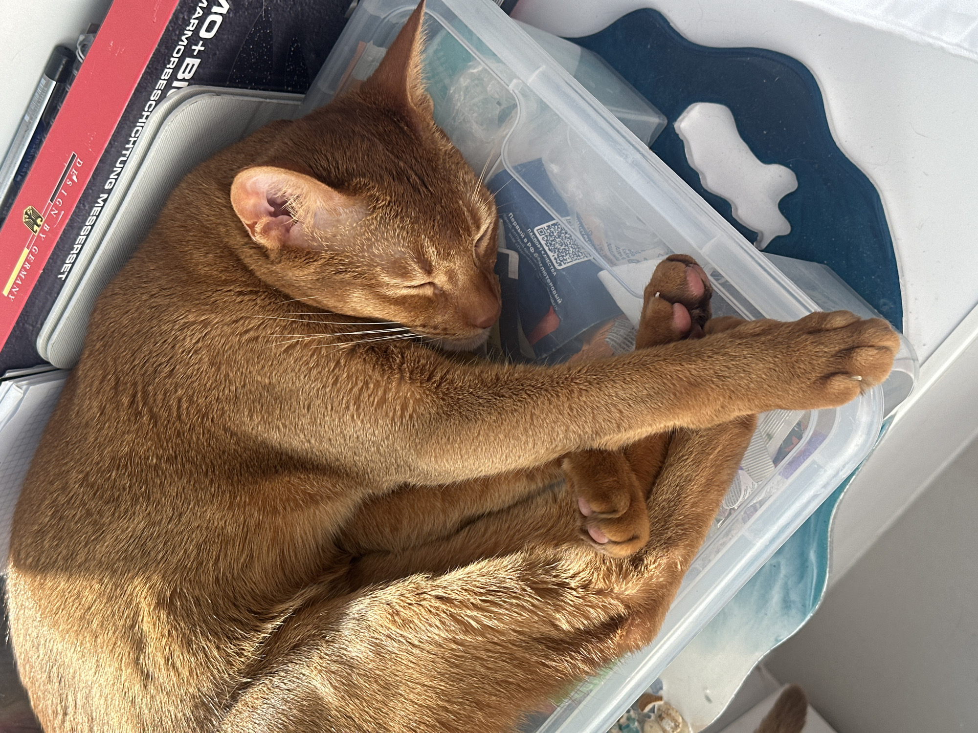 A ginger-colored cat is sleeping curled up inside a clear plastic storage container. The container is filled with miscellaneous items including a blue box labeled in Russian, "ПАСПОРТ КАЧЕСТВА" and QR code. Next to the container, there is a red book with German writing. The writing says "DESIGN BY GERMANY" and "MARMORBESCHICHTUNG MESSERSET." There is a glimpse of a blue and white surface adjacent to the container.
