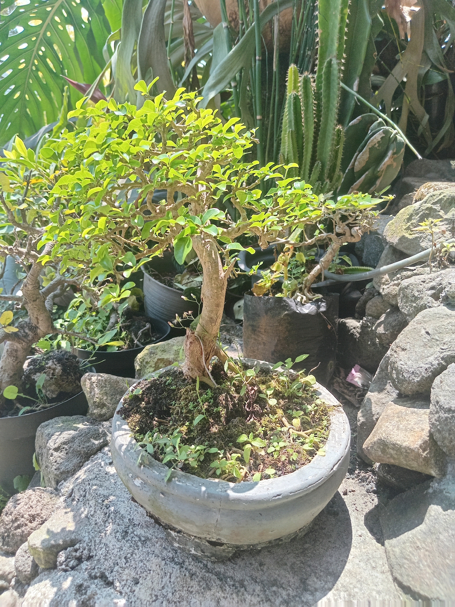 A bonsai tree is displayed in a gray ceramic pot in the foreground, nestled amongst large rocks. The bonsai has a thick, gnarled trunk and a dense canopy of small green leaves. Behind the bonsai, various other plants are visible, including a tall, spiky cactus, large-leafed plants, and what appears to be bamboo. The scene is outdoors, with sunlight illuminating the plants and casting shadows on the ground and rocks. The overall setting suggests a garden or an outdoor display area, potentially in a rural or semi-rural environment. The specific location in Claket, Indonesia, is not discernible from the image itself but is provided as context.