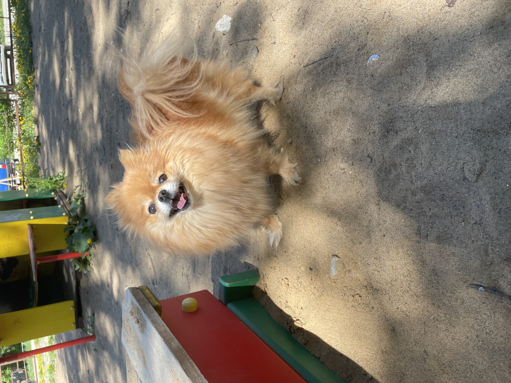 A fluffy, tan Pomeranian dog stands on a surface of packed dirt or sand. The dog has a happy expression with its mouth open, possibly panting. In the lower left corner of the image, there is a structure of brightly painted children's playground equipment with sections in red, yellow, and green. The photo appears to be taken outdoors on a sunny day. The photo was taken in the city of Perm, Russia.