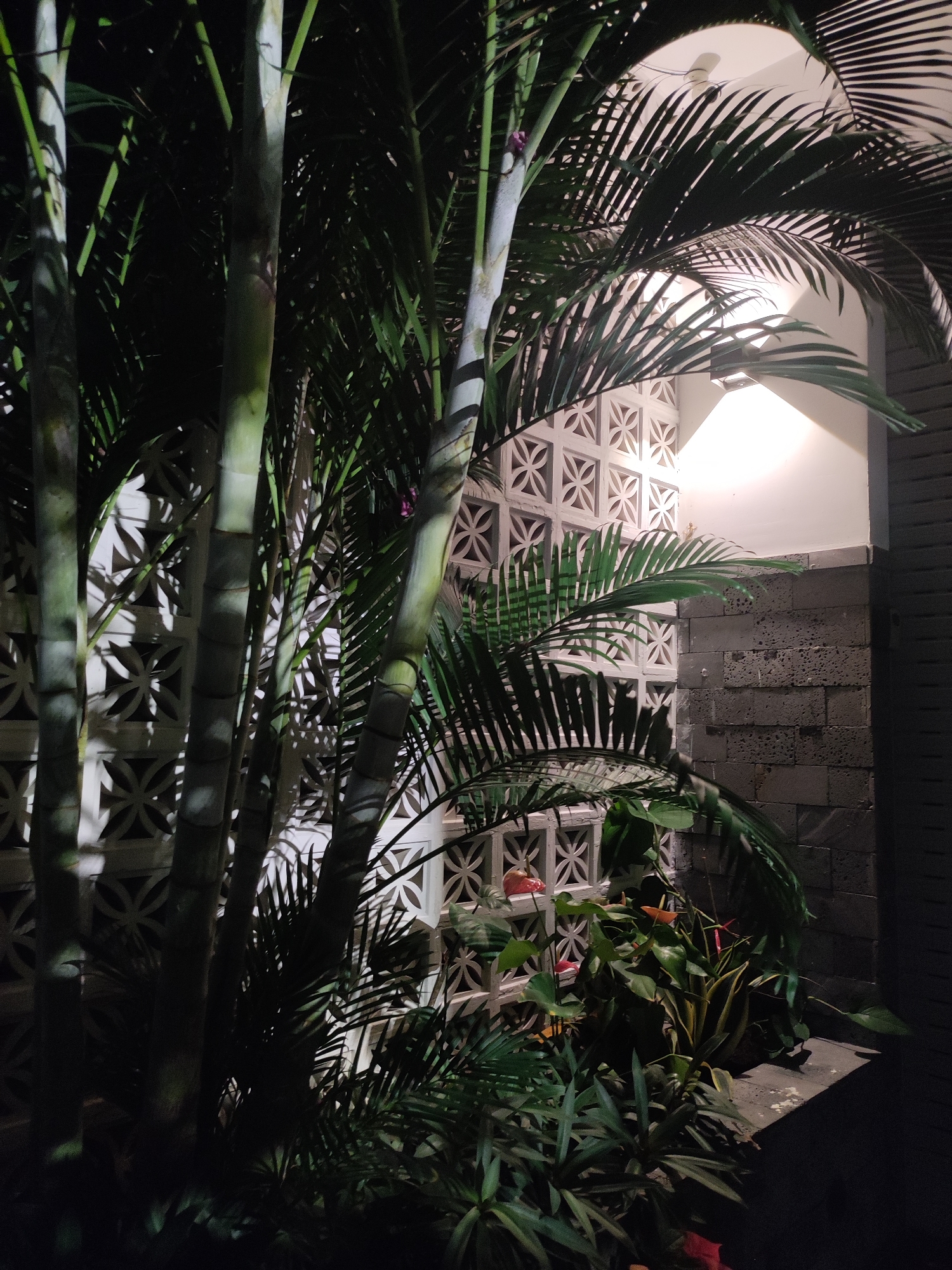 The image depicts a nighttime scene in Nha Trang Ward, Vietnam, featuring a cluster of palm trees in the foreground. Behind the trees, a white decorative concrete block wall with a geometric pattern is visible, illuminated by a warm, soft light emanating from above. To the right of the concrete wall is a section of dark, textured brickwork, suggesting an architectural element of a building.
The palm trees are lush and green, with their fronds casting shadows on the wall. Several small, bright pink flowers are dotted amongst the foliage. Beneath the palms, a variety of other plants and foliage are visible, including what appear to be anthurium flowers with bright red and orange spathes. The lighting creates a dramatic and somewhat mysterious atmosphere, highlighting the textures of the plants and the architectural elements.
The scene suggests an outdoor setting, possibly a courtyard or garden area of a resort or private residence, given the decorative nature of the wall and the tropical plants. The time of day is clearly night, indicated by the artificial lighting and the darkness of the surroundings. No people or specific activities are visible in the image. The overall impression is one of tropical tranquility and nocturnal beauty, with a focus on the interplay of light and shadow on natural and man-made elements.