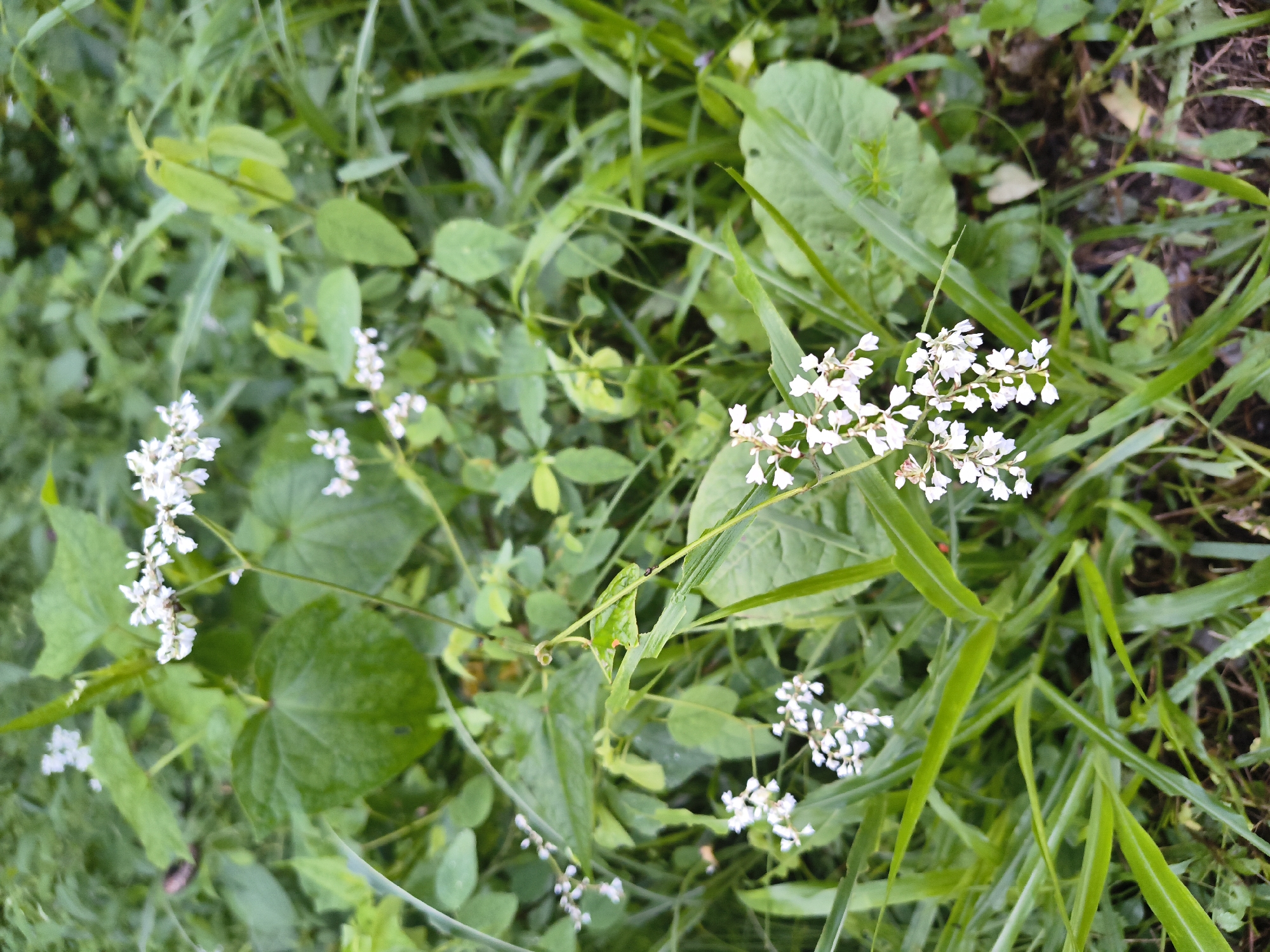 A vertical, eye-level, close-up shot captures a patch of wild foliage featuring small white flowers. The flowers are clustered on slender stems, some reaching towards the top of the frame while others are lower down. The background is a dense mix of green leaves and blades of grass, with some darker soil visible at the bottom. The lighting appears overcast or diffused, creating a soft overall effect. The scene is situated in Haini, India.