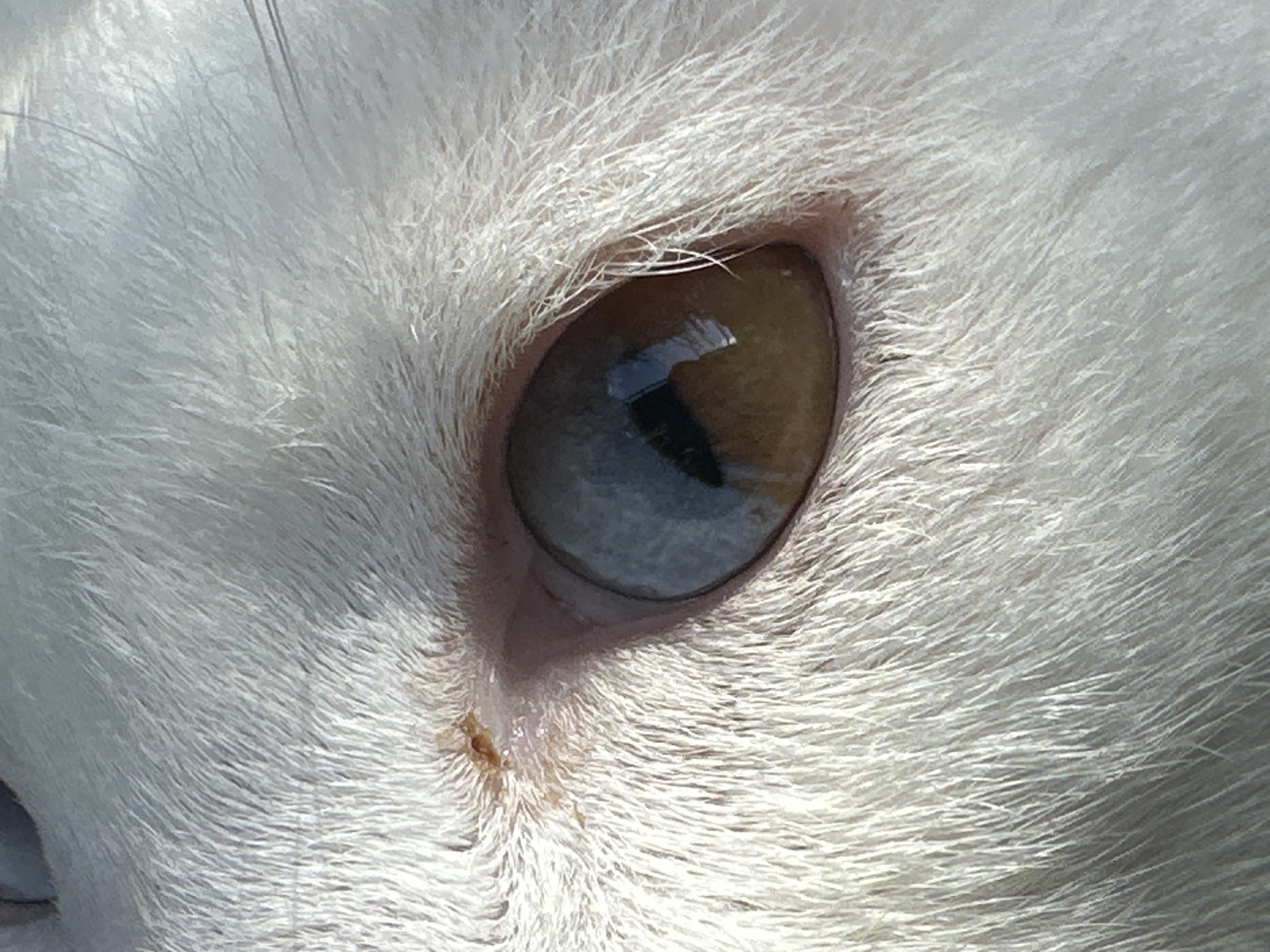 This is a close-up, eye-level, medium shot of a white cat's eye. The cat's eye is heterochromatic, with one iris being a deep amber and the other a striking blue. The surrounding fur is white and appears soft and fluffy. There is a small, reddish-brown crust near the inner corner of the eye. The background is out of focus, suggesting a shallow depth of field. The lighting is bright, casting a slight reflection on the cat's iris.