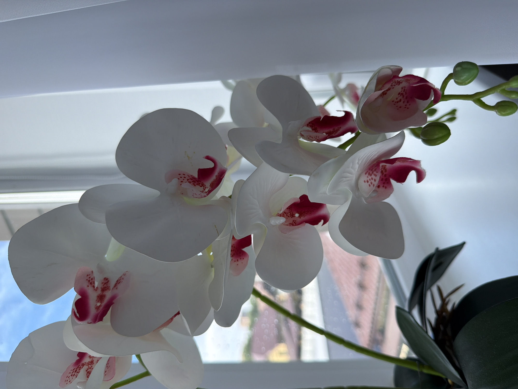 A close-up shot shows several white orchid flowers with pink and red centers. The flowers are artificial and appear to be in a pot, with dark green leaves visible on the right side of the frame. The orchids are clustered together, with some petals slightly curled and others fully open. There are also several green buds on a stem in the upper right quadrant.
The background is out of focus and appears to be a window with a view of a brick building and the sky. The lighting suggests it might be daytime, with natural light coming from the window, creating a soft, diffused effect. The overall mood is serene and decorative, highlighting the delicate beauty of the orchid blossoms. No text is visible in the image.