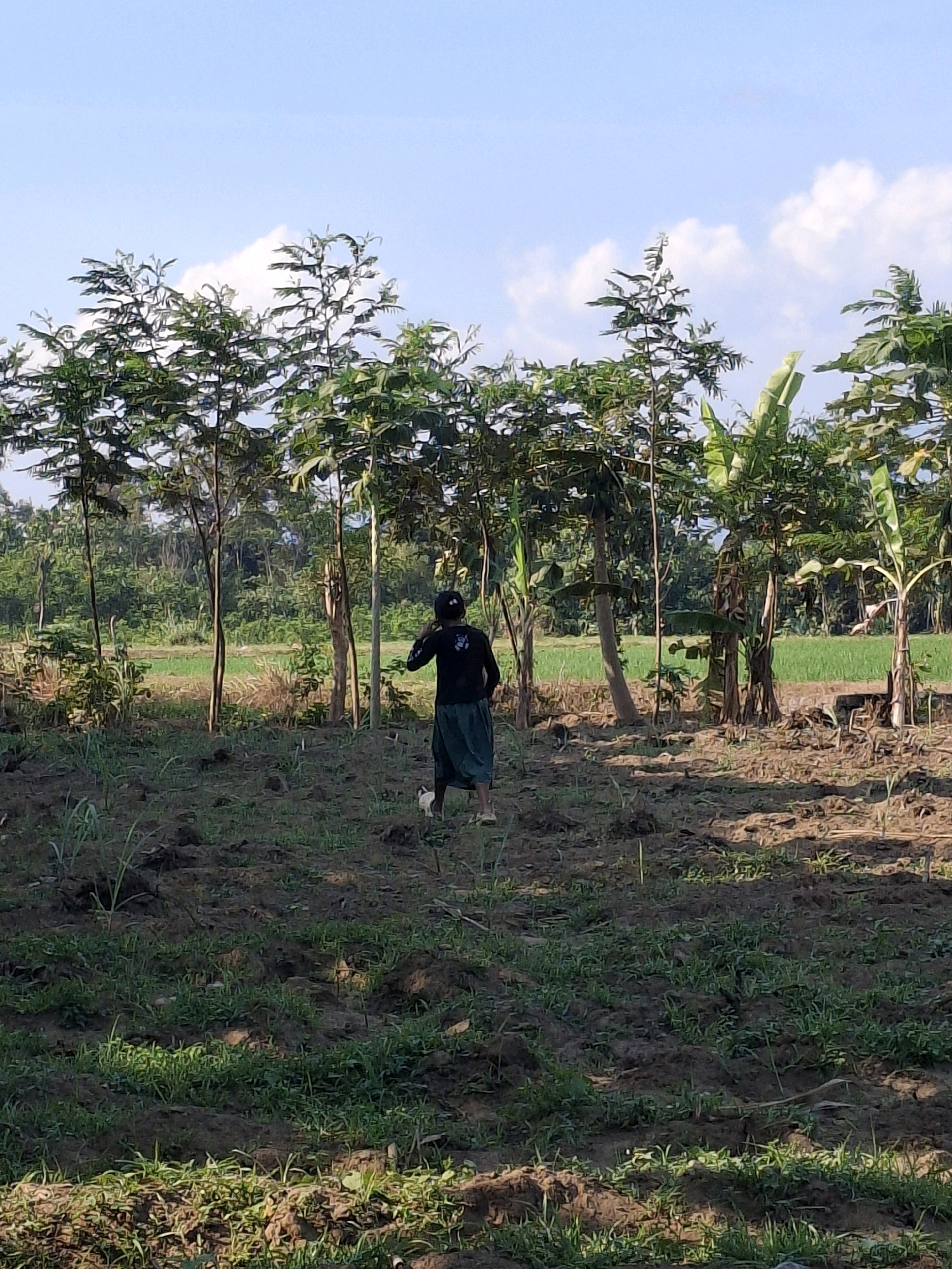 The image depicts a person, wearing a black shirt and a long green skirt, standing in a field. The person appears to be walking away from the camera. The environment is rural, with several trees and lush green vegetation. In the background, a field of rice paddies can be seen, with a clear blue sky overhead. The scene suggests a sunny day in Rogotrunan, Indonesia, a place known for its agricultural landscape. The image captures a moment of solitude in a natural setting.