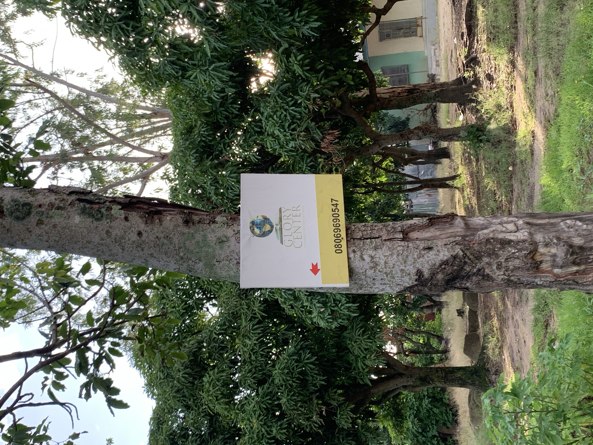 The image depicts an outdoor scene on a sunny day, featuring a tree with a sign attached to it. The sign is white with a yellow bottom section. The top part of the sign displays a graphic of the Earth superimposed on an open book, with text above and below it. The text reads "GLORY CENTER" and below it, "ASSEMBLY INTERNATIO." A red arrow points to the left on the white portion of the sign. The yellow section of the sign contains a phone number: "08069690547".
The tree itself is rough-barked and appears to be a mature specimen. It is surrounded by lush green foliage from other trees, likely mango trees, given the commonality of mango cultivation in Jos, Nigeria. In the background, a building with light green and white paint is visible, along with more trees and dry grass. The ground is a mixture of dirt paths and patches of green grass. Sunlight filters through the leaves, casting dappled shadows. This scene is consistent with a location in Jos, Nigeria, possibly a church or community center premises, given the signage. There are no people or animals visible in the image.