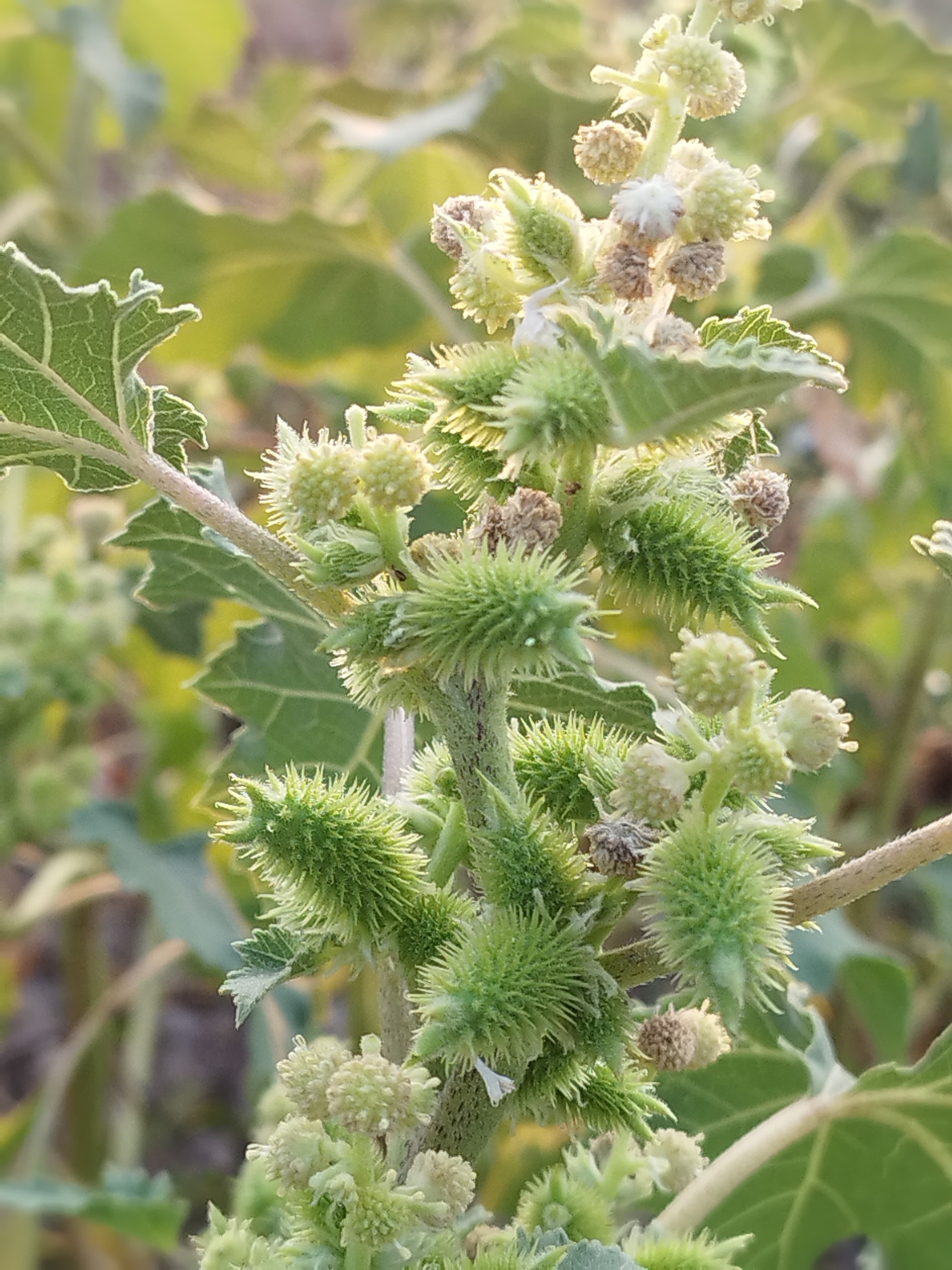 A close-up, eye-level, outdoor, natural light photograph shows a plant with spiky, green seed pods and small, pale flowers. The plant has a rough, textured stem and large, serrated green leaves with lighter edges. The background is softly blurred, showing more green foliage and hints of sunlight. The scene is located in Vidra, Romania, in a natural, uncultivated environment. There are no people or animals visible in the image.