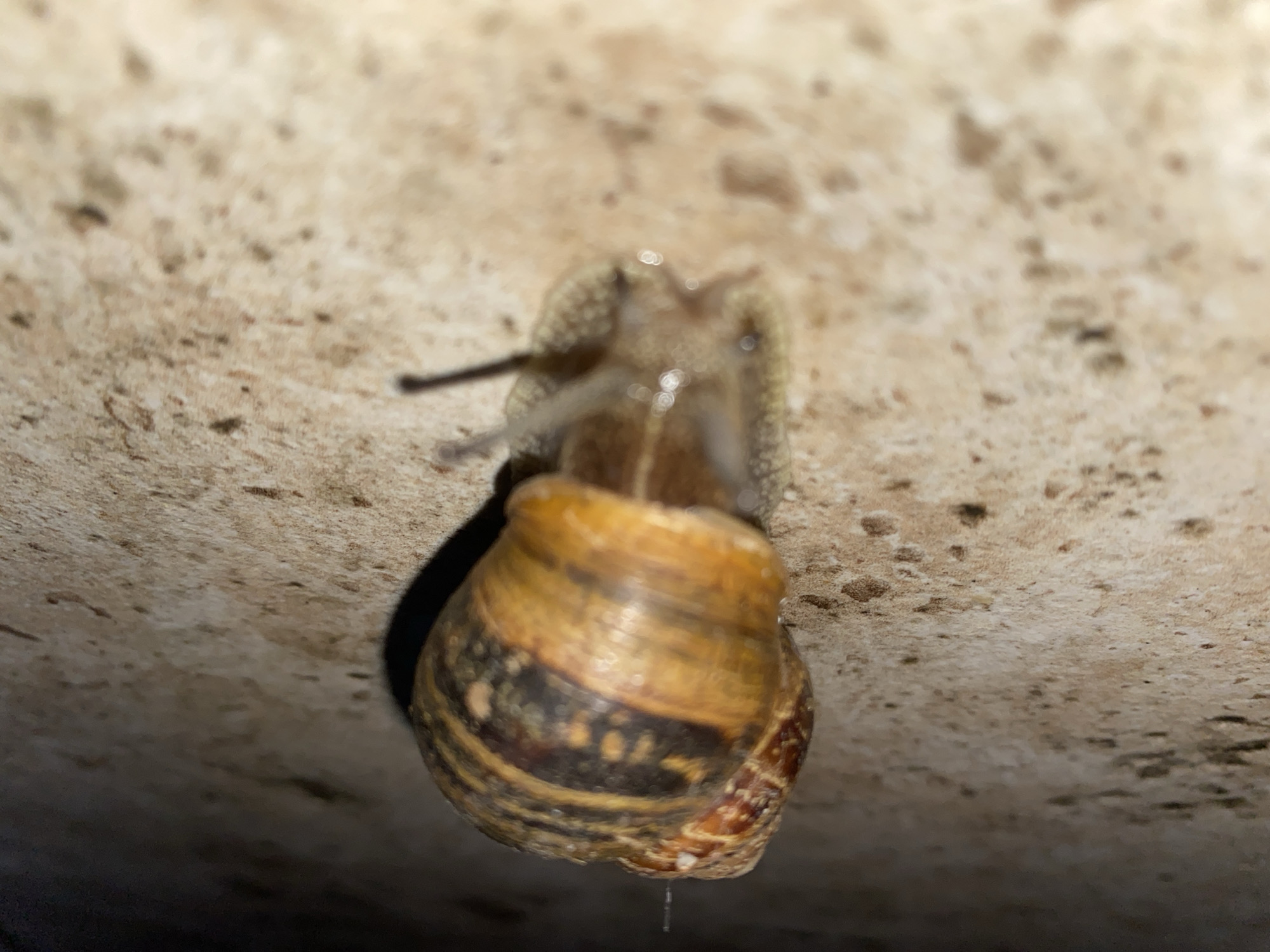 A snail clings to a light-colored, textured surface. The shell of the snail is brown and tan, with darker markings. The body of the snail is visible, extending from the shell. The photo is taken from a low angle, looking up at the snail. The location is unknown.