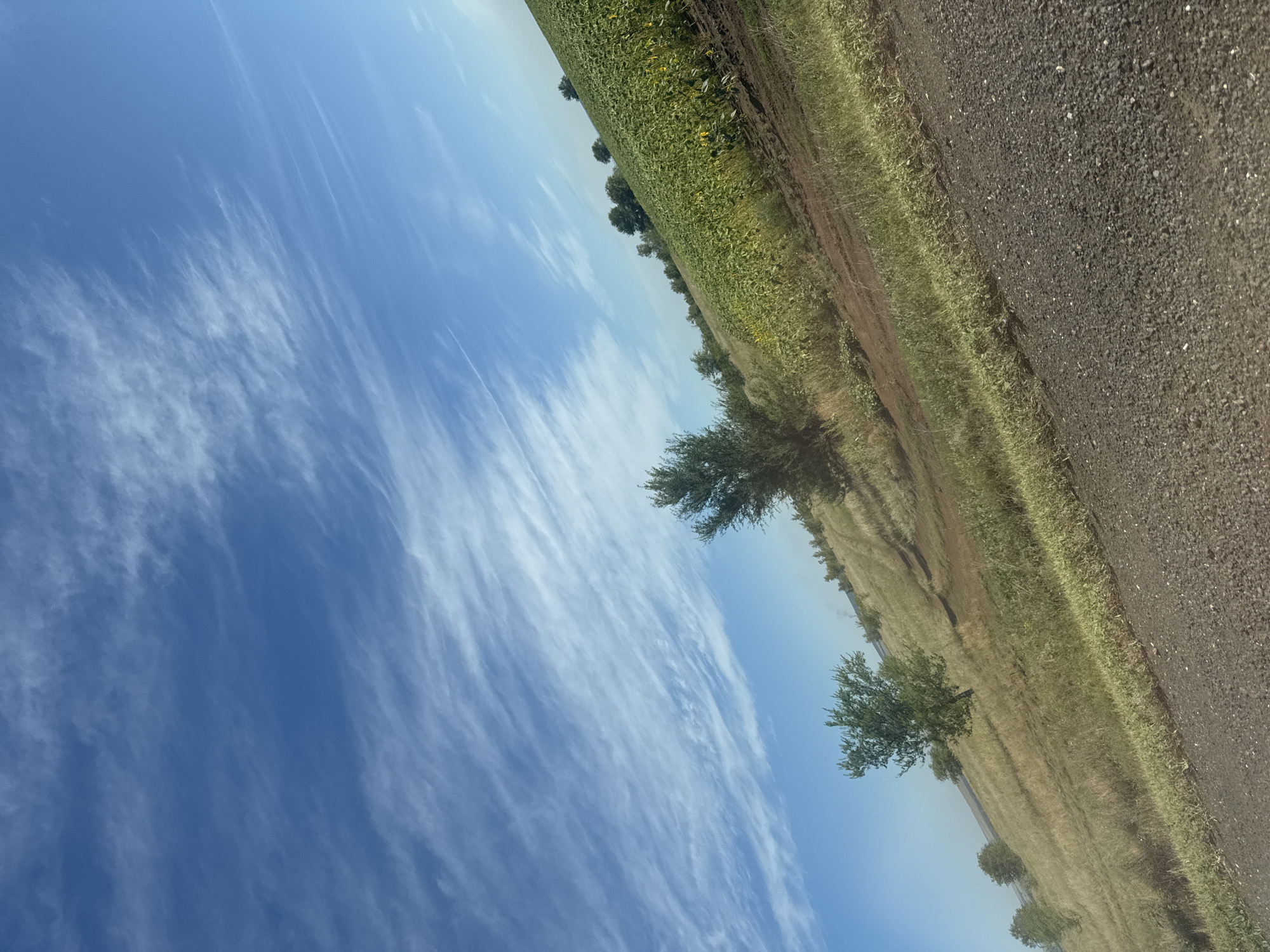 The image depicts a rural landscape on a sunny day, with a clear blue sky streaked with wispy white clouds. The foreground is a gravel road or dirt path, angled diagonally from the bottom right corner. To the left of the road is dry, yellowed grass and scattered green bushes. Further into the scene, there are rolling hills covered in dry grass and a few isolated trees with green foliage. On the right side of the image, a large field of green crops, possibly sunflowers given the yellow hints, stretches up the hill. The overall impression is of a vast, open agricultural area with a slight tilt to the landscape. No people are visible. The location is identified as Krasnaya Niva, Russia.