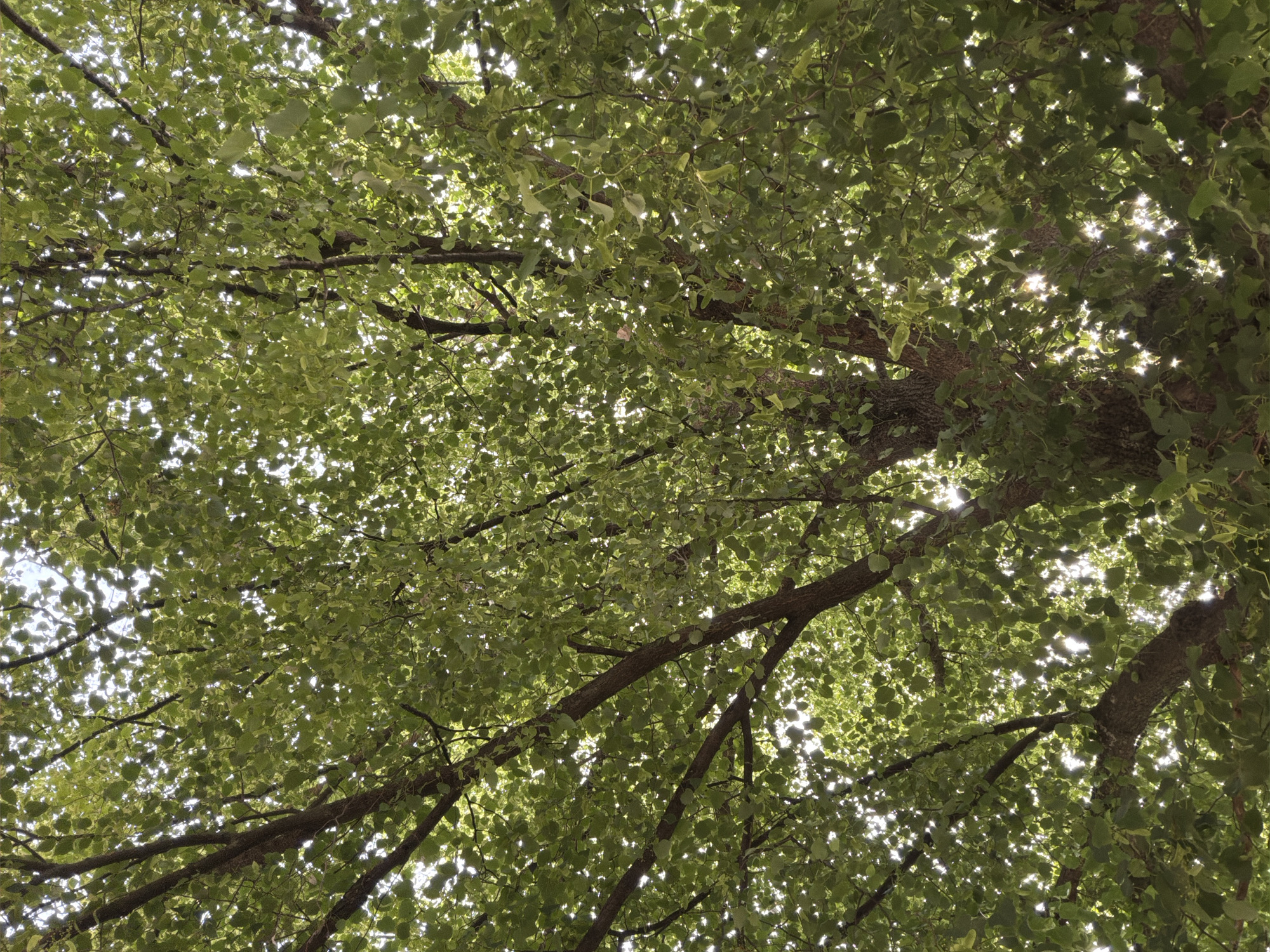 The image is a ground-level view looking up into the canopy of a tree. Sunlight filters through the green leaves, creating a dappled effect. Several branches of the tree are visible, traversing the frame at various angles. There is no discernible information linking this image to the city of Dolna Mitropolia, Bulgaria, or to any specific people, objects, or actions beyond the depiction of the tree.