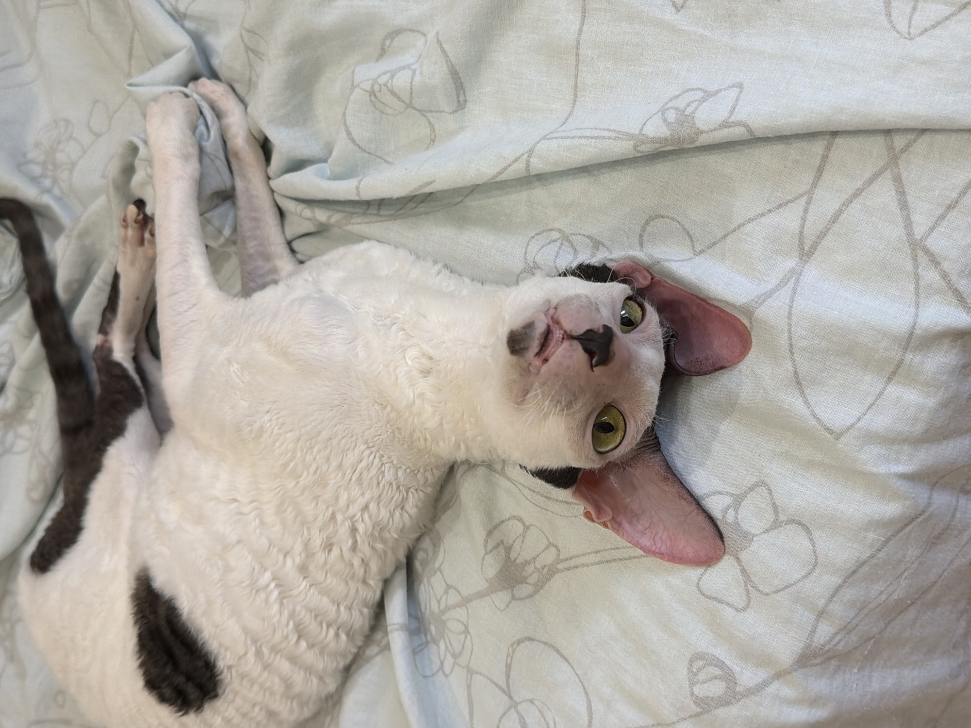 A Cornish Rex cat with white fur and dark markings is lying on its back on a pale blue, floral-patterned duvet. The cat's head is upside down, and its green eyes are wide open, looking directly at the camera. One of its pink ears is flopped forward, and the other is partially visible. The cat's tongue is hanging out, and its mouth is open. Its front paws are crossed over its chest, and its hind legs are tucked underneath its body. The cat's tail is curved over its back. The image appears to have been taken indoors, likely in a bedroom. There is no identifiable location information within the image that suggests it is in Yekaterinburg, Russia.