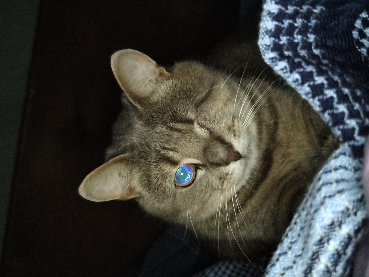 A tabby cat with one eye visible is nestled in dark fabric, its eye reflecting a bright blue and light-colored light, possibly from a screen or a light source. The cat is facing forward, with its left eye closed and its right eye open. The cat's fur is grey and brown with black stripes. The cat is resting on a patterned blanket that appears to be blue and white. The background is dark and out of focus.