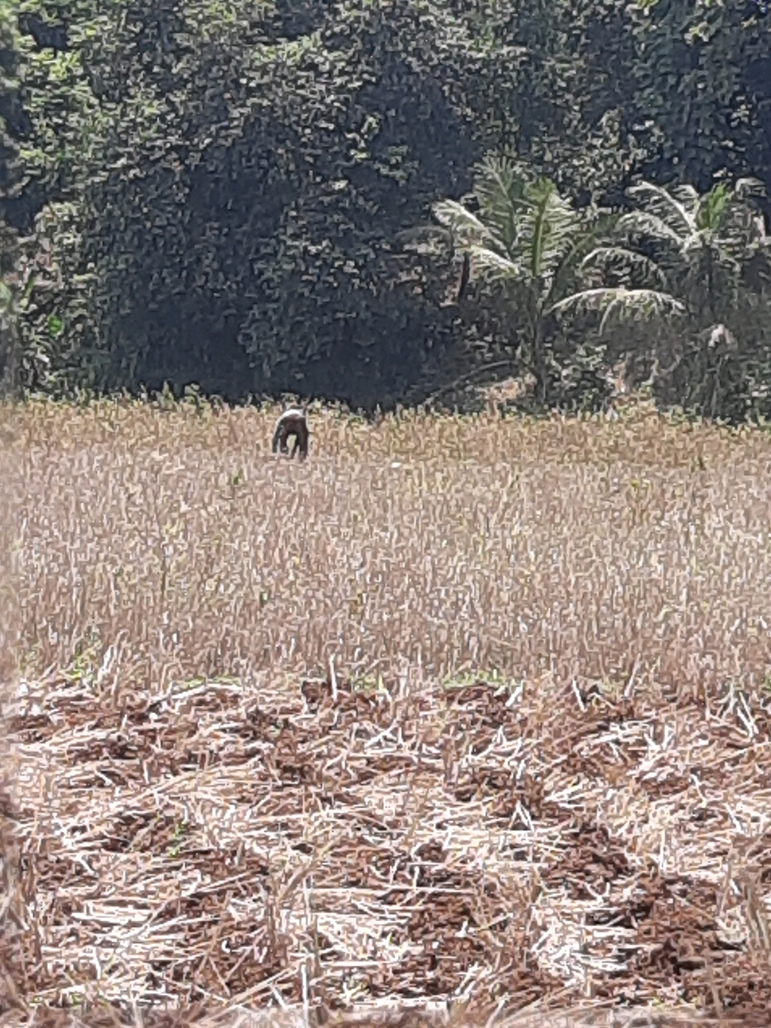 A small, dark, quadrupedal animal is standing in a field of dry, light-brown vegetation. Behind the field is a dense, dark-green forest. The ground in the foreground of the image is a mixture of dark soil and dry, straw-like vegetation. There are palm trees visible in the background, to the right of the forest. The animal appears to be a boar or pig.