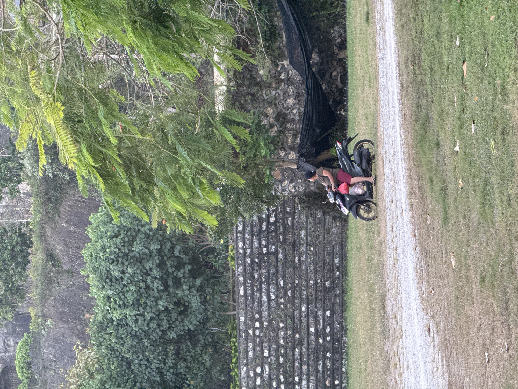 The image depicts an outdoor scene in Kuta Selatan, Indonesia, featuring a single individual on a scooter against a backdrop of natural and man-made structures.
In the foreground, a dry, patchy grass field with varying shades of green and brown occupies the lower half of the frame. A light-colored gravel or dirt path, narrow and winding, cuts diagonally from the lower left towards the mid-right.
A dark-colored scooter is positioned on the grassy area, facing left. A person, wearing an olive-green short-sleeved top and red shorts, with light-colored flip-flops, is seated on the scooter. The individual’s head is turned slightly upwards and to the left, observing something out of frame. A red plastic bag hangs from the scooter's front or is held by the rider. The scooter's rear wheel has a golden or brass-colored rim.
In the mid-ground, behind the scooter, a loose expanse of black netting or fabric is strung horizontally, possibly forming a temporary shelter or screen, extending towards a textured stone wall. This wall, located behind the netting and extending to the right, is composed of irregular dark grey stones.
The background features a diverse landscape. On the far left, a distinct multi-tiered stone wall, characterized by horizontal dark grey segments and lighter infill, rises. Above this wall and extending across the middle, dense clusters of green foliage, including bushes and trees, are visible. Further back, a steep, rocky hillside covered with diverse green vegetation forms the uppermost background. From the upper right, large, feathery green leaves and branches of a tree overhang the scene, partially framing the upper right section of the image. The lighting is natural and diffuse, suggesting daytime.