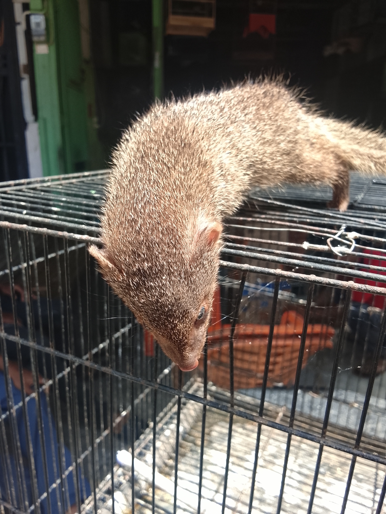A banded civet, a small carnivorous mammal, is perched on top of a black metal cage outdoors. The civet has brown fur and a long tail. The cage is made of thin metal bars and appears to be old and somewhat rusted. Inside the cage, a woven basket is visible. In the background, a green building with a white electrical meter on its facade is partially visible. There is also a dark opening that leads into the building. The scene is illuminated by natural sunlight. A person wearing a blue shirt is visible in the lower left corner of the image, partially obscured by the cage. The image appears to have been taken in Kuta Trieng, Indonesia.