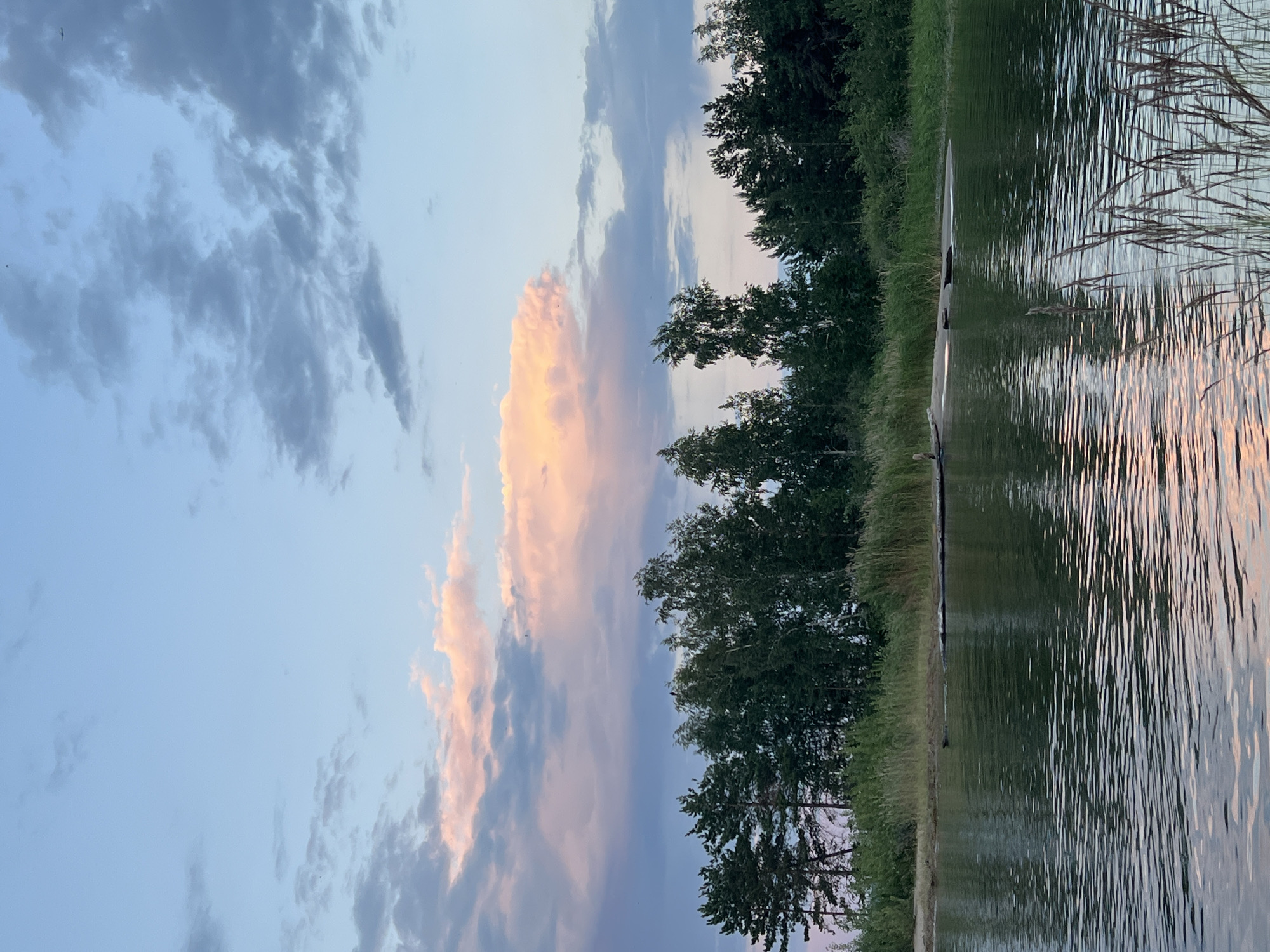 The image shows a body of water with a treeline along the opposite bank. The sky is a soft blue with scattered clouds, some of which are tinged with pink and orange. There are tall grasses along the foreground edge of the water. The water itself is calm with ripples reflecting the sky and the trees. The treeline consists of various types of trees, including pines and birches, and is dense. There appear to be a few logs or branches partially submerged in the water near the bank. The overall impression is a serene, natural landscape. No specific location in Borovoe, Russia can be identified from the image itself.